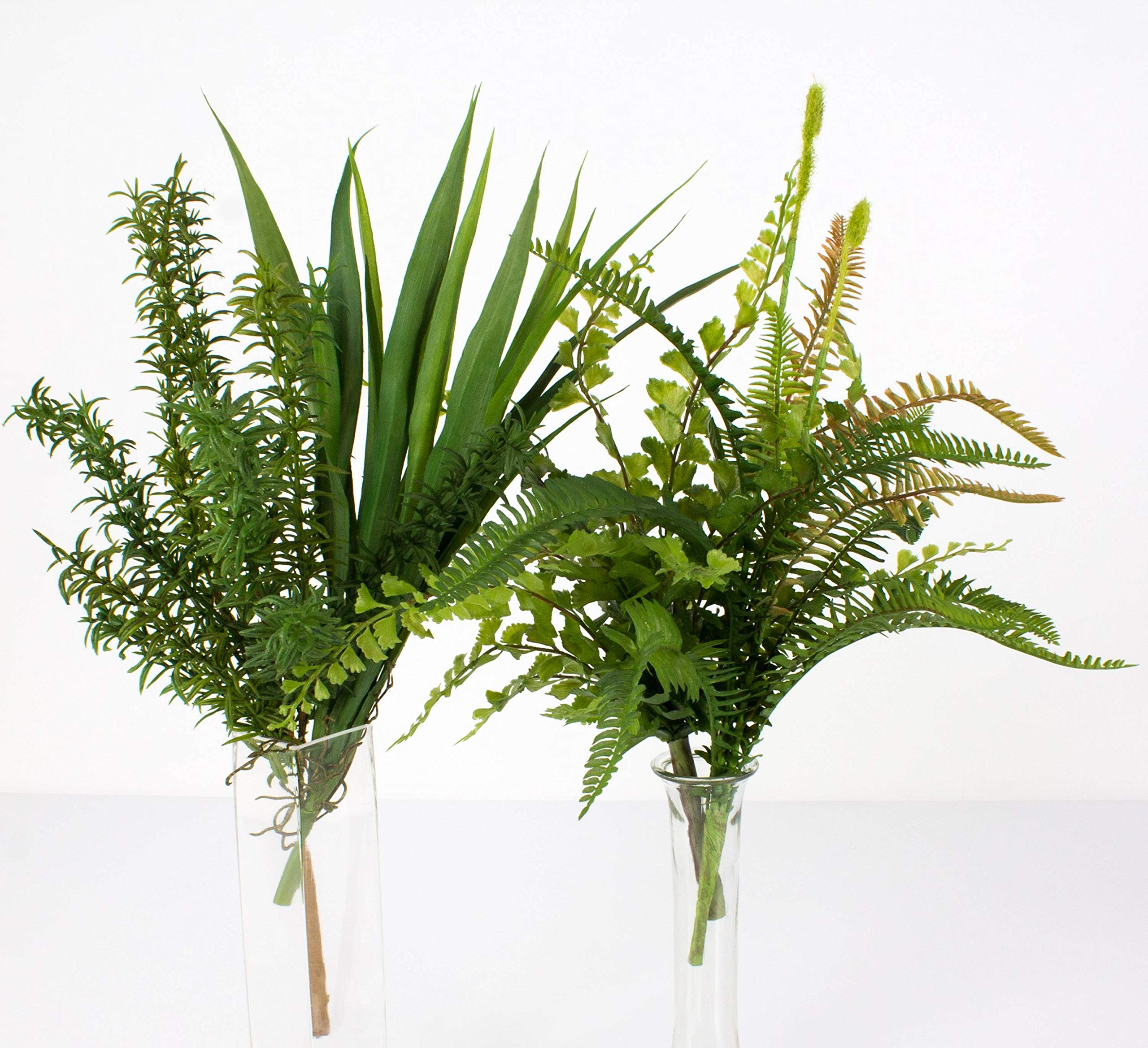 helix hedera Ivy Green Asst Hedera Helix Plant The Common English  NNplant
