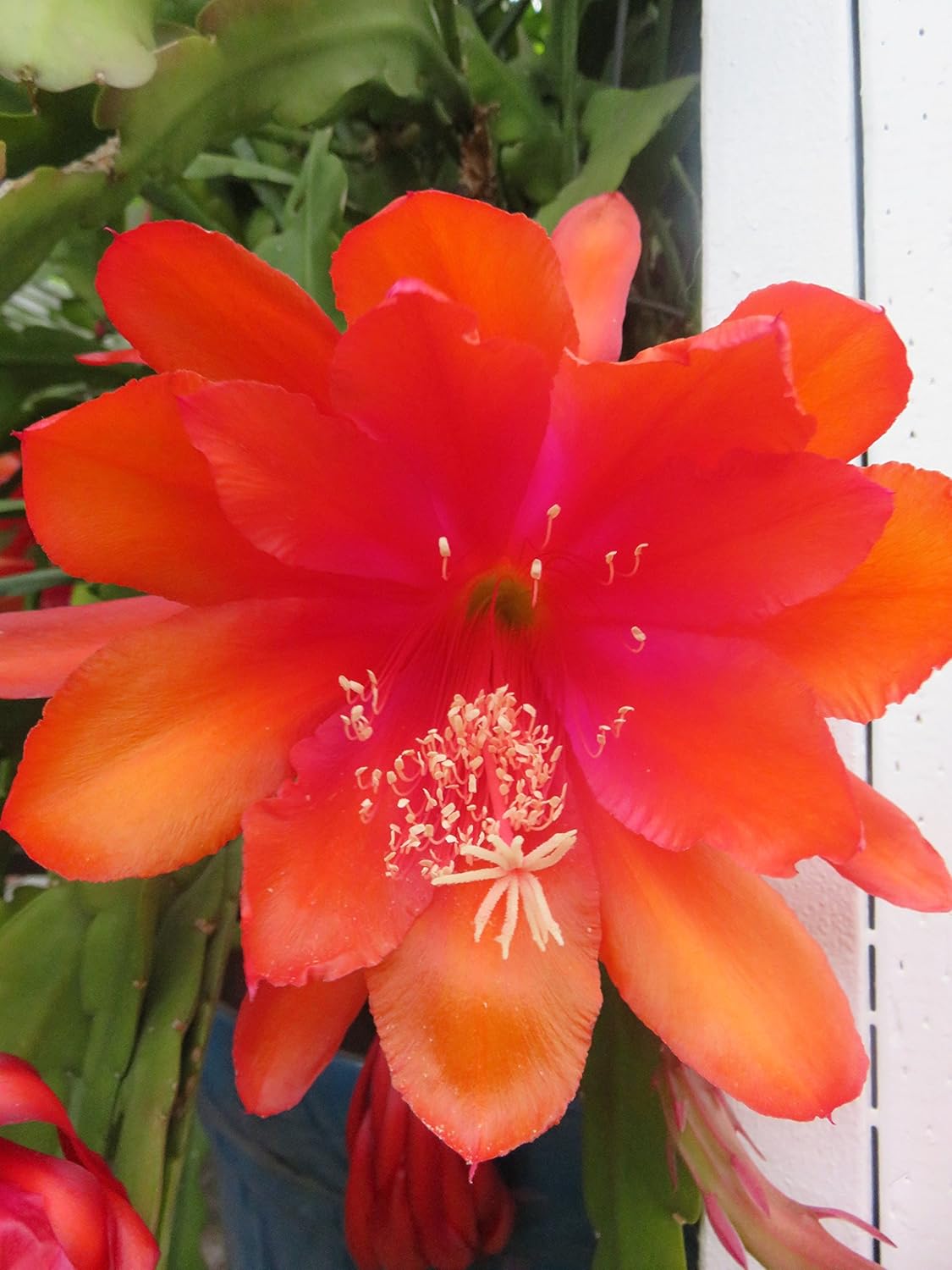 Orchid 8"-10" Fresh Cutting Plant Queen of The Night Cactus RIC Rac (Orange)