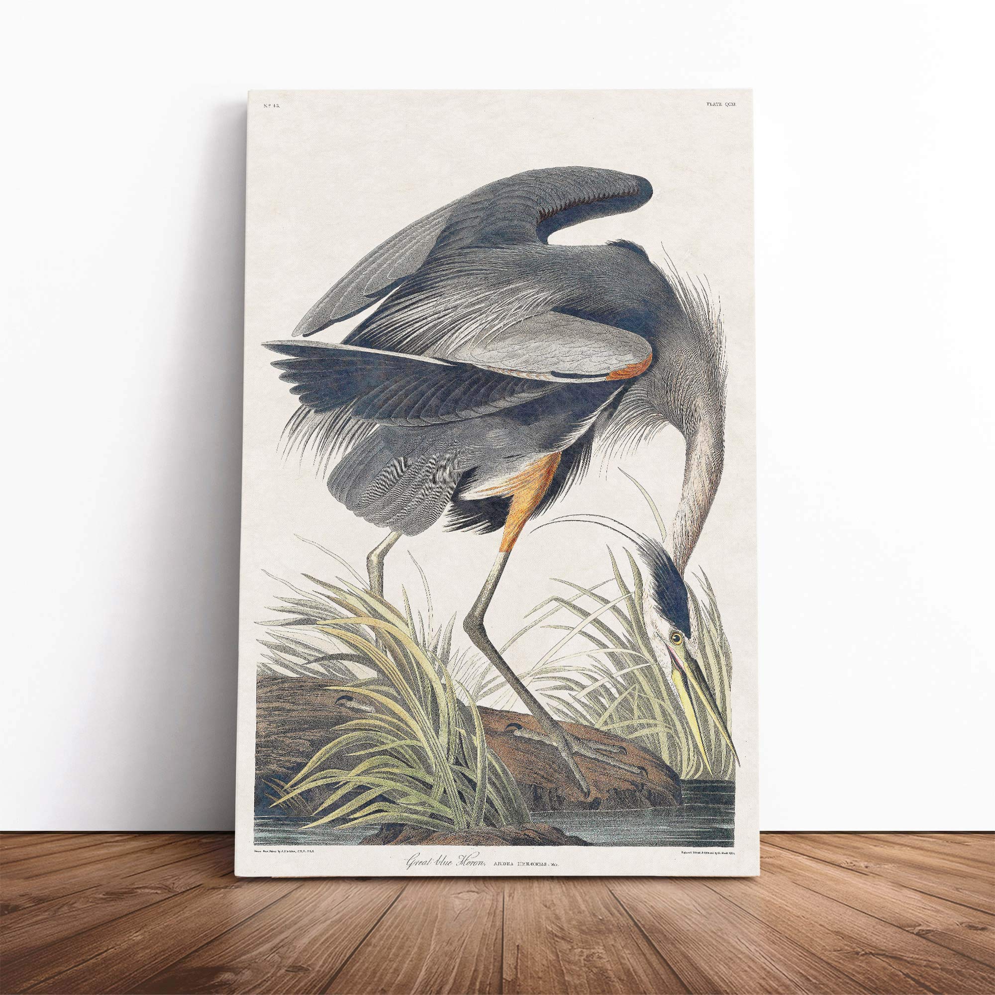 Great Blue Heron by John James Audubon Canvas Wall Art Picture Print - Framed Painting - Modern Home Décor - Ready to Hang Poster for Living Room Bedroom - 30x20 Inch