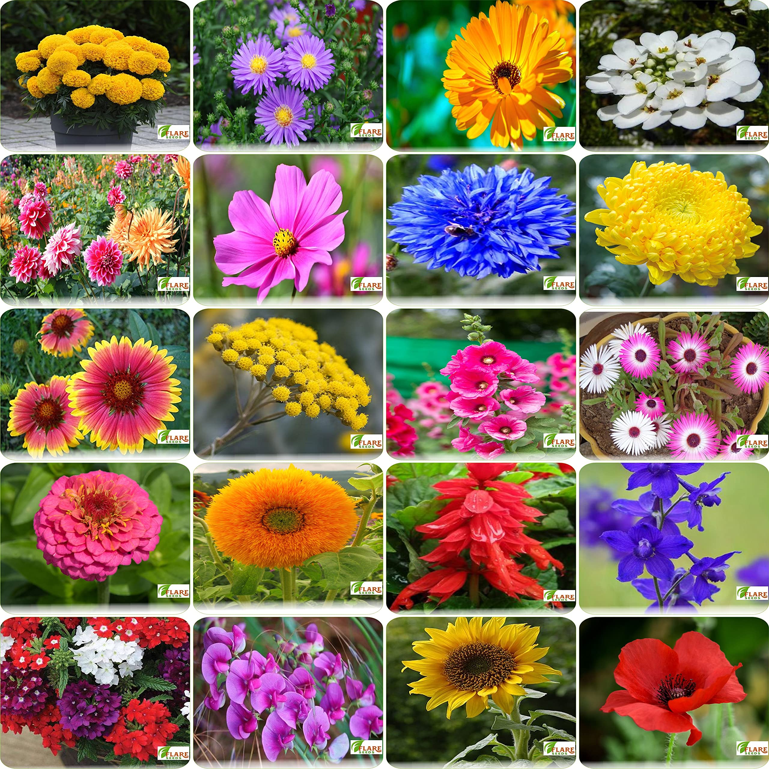 FLARE SEEDS Indias Most popular Flower Seeds Outdoor Combo of 20 Packet of Seeds Garden Flower Seeds Pack By FLARE SEEDS (B09C4KFKKY) Amazon Price History, Amazon Price Tracker