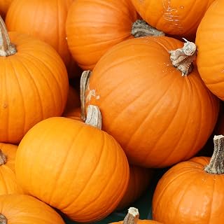 Amazonka Squash Seeds Packet of 10 Seeds