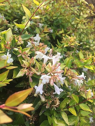 Miniatura 3 de Abelia Grandiflora Francis Mason - 10 plantas vivas - Arbusto atractivo de mariposas resistentes a los ciervos en flor