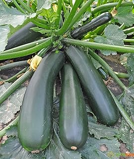 Seeds Squash Zucchini Light Green Heirloom Vegetable for Planting Non GMO