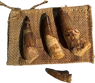 DINOSAURS ROCK Gigantic Genuine Spinosaurus Dinosaur Tooth 4+ Inches