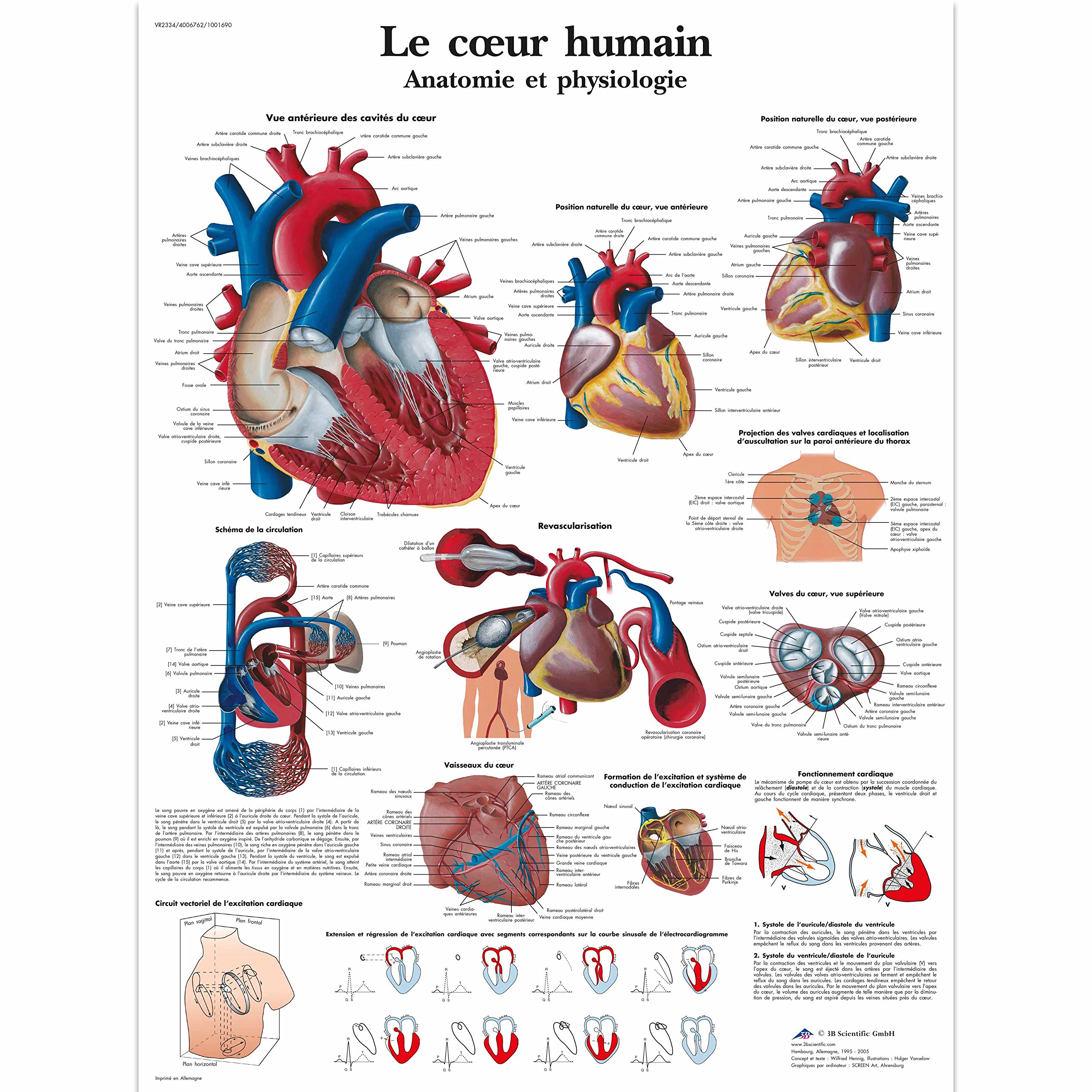 3B Scientific VR2334UU Anatomical Chart "Le Cœur Humain, Anatomie et Physiologie", Paper Version