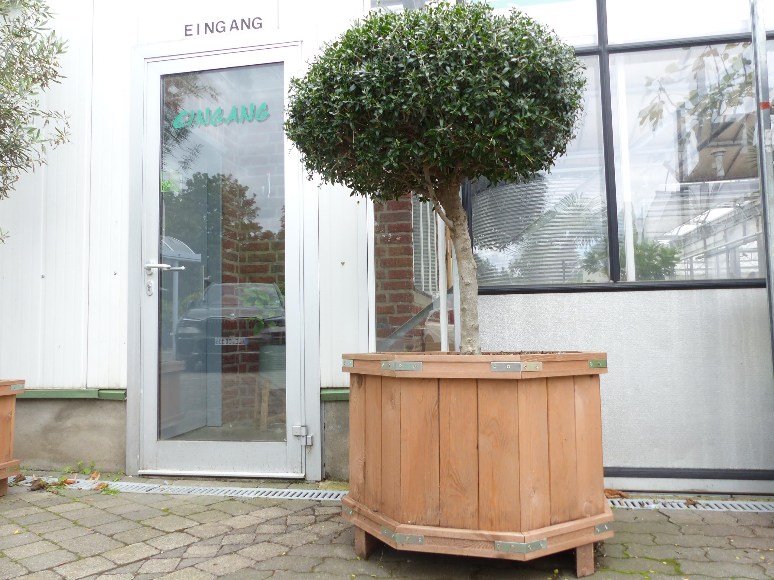 gruenwaren jakubik Olivenbaum 170cm im achteckigem Holzkbel Bonsai  Formgehlz, winterhart : Amazon.de: Garten