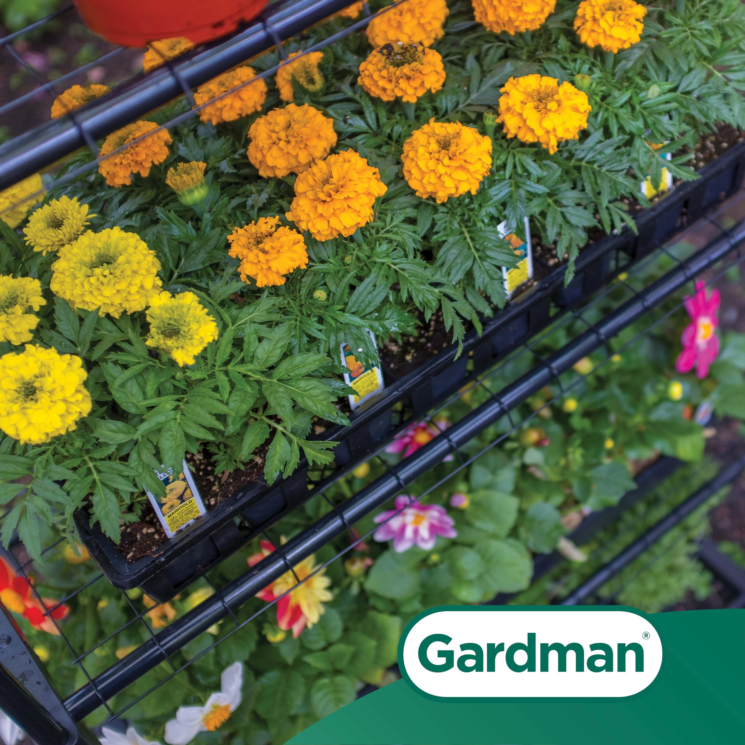 Gardan - Juego De Accesorios Para Esa De Pájaros : Aazon.es