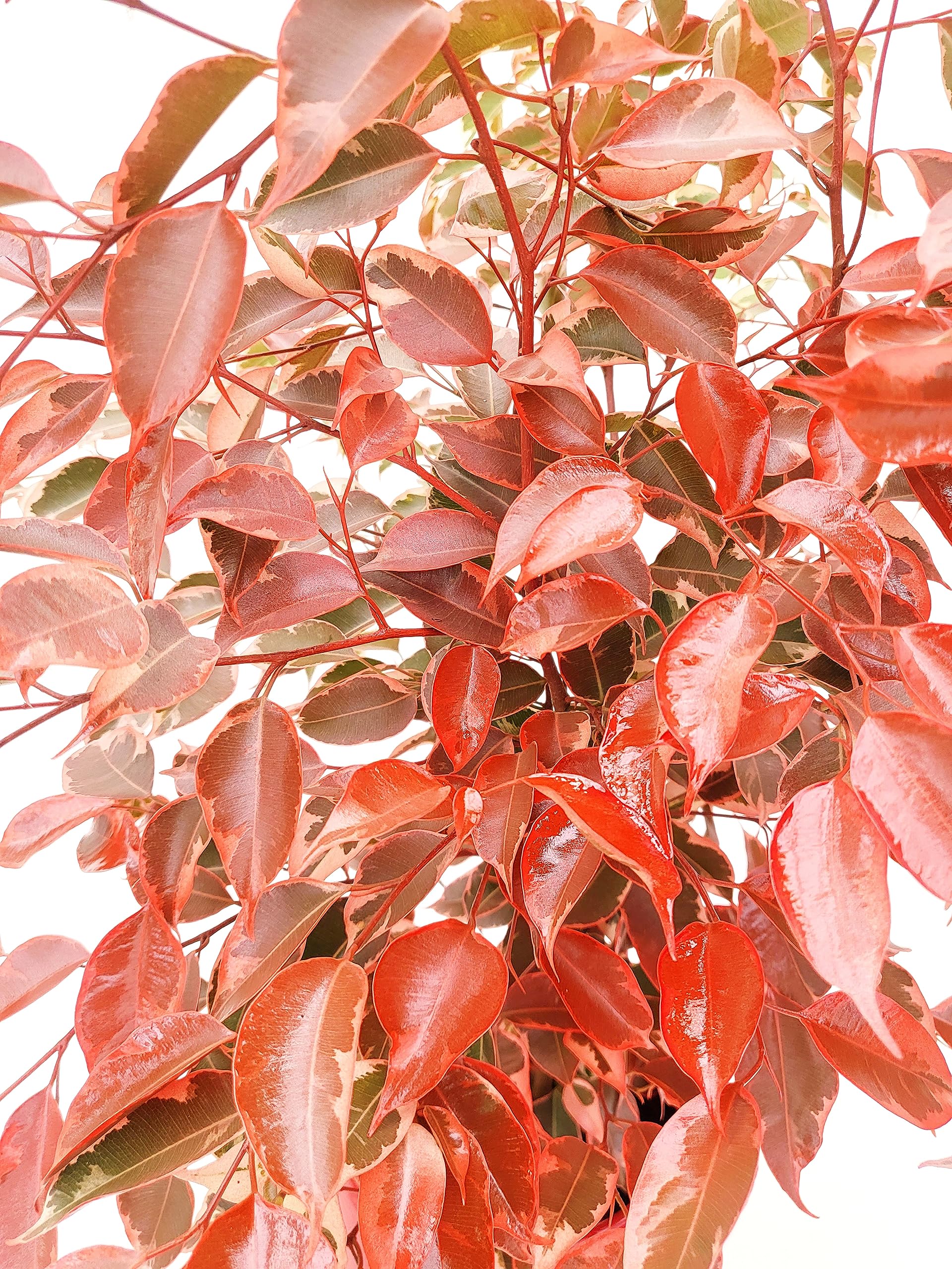 POWERS TO FLOWERS - FICUS BENJAMIN COLOR LIFE ROSSO, IN VASO CERAMICA ROSSO SFERICO, pianta vera!!!