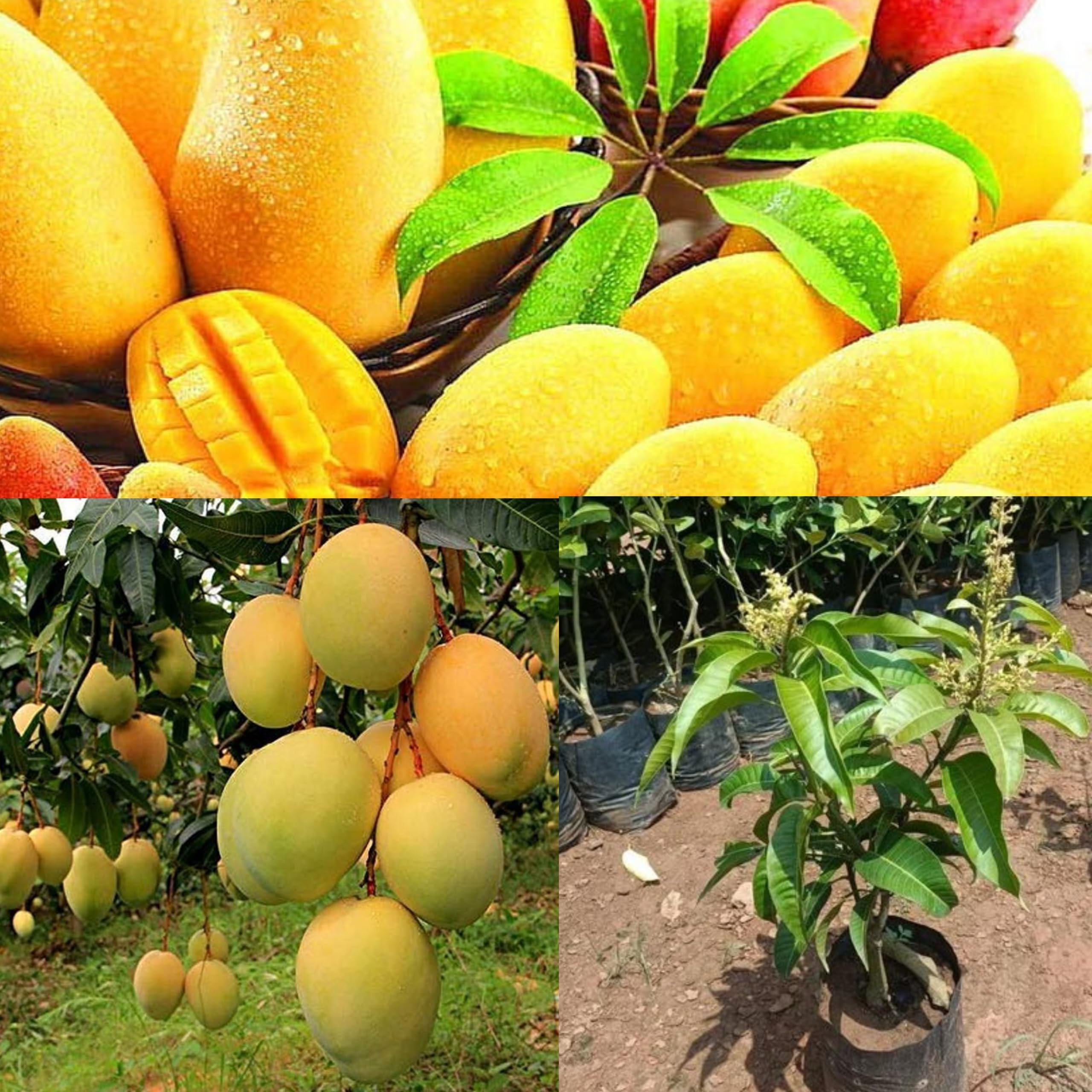 Pyanabi Combo 2 "Alphonso Mango Tree Hybrid Amba Mango Plant Grafted "King Of Fruits" Healthy Grafted Live Plant For Home Garden (B0CG6R24TW) Amazon Price History, Amazon Price Tracker