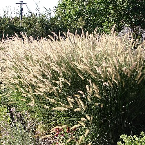Outsidepride Pennisetum Alopecuroides Perenne Fuente Ornamental Hierba - 100 Semillas