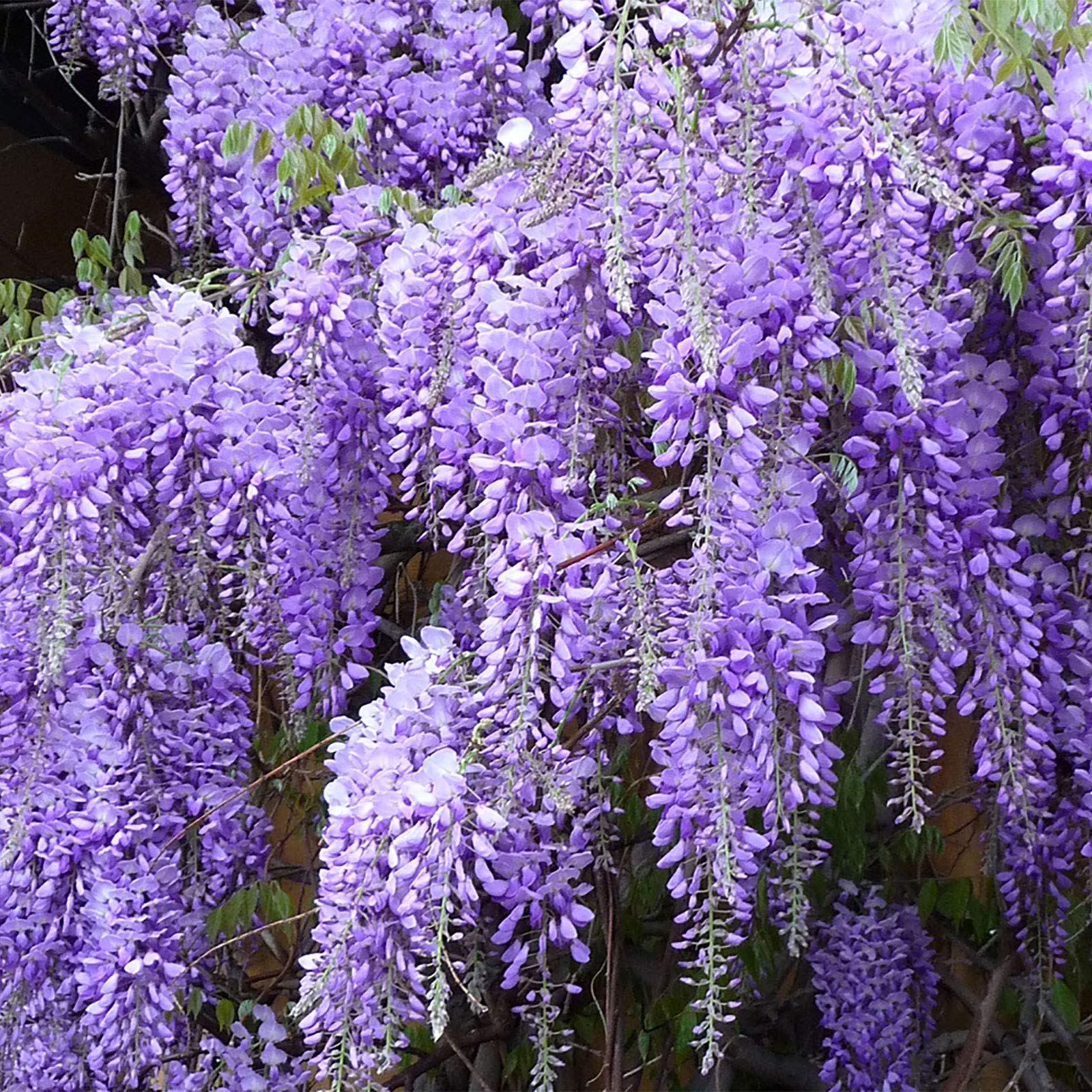 3er-Set chinesischer Blauregen - Hhe ca. 65 cm, Topf- 15 cm - Wisteria  Sinensis 'Prolific' : Amazon.de: Garten