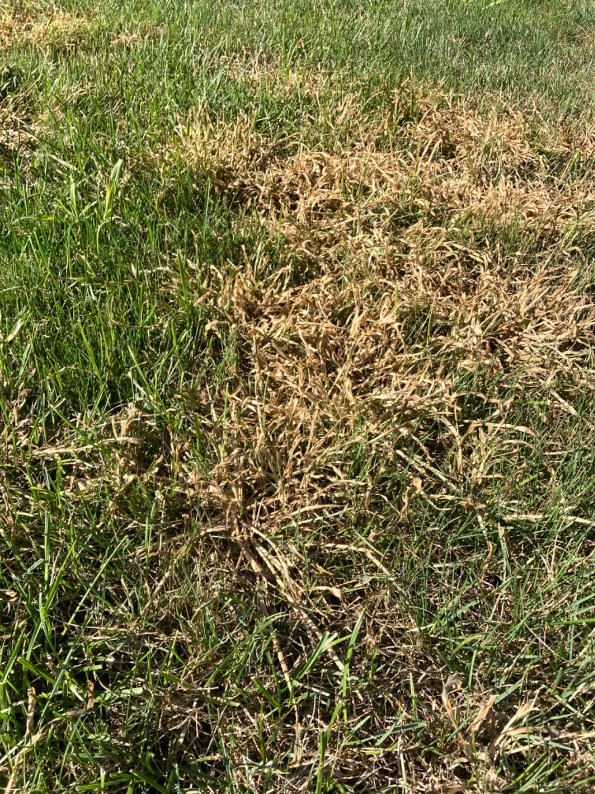 Drive XLR8 Herbicide  Postemergent Crabgrass Control