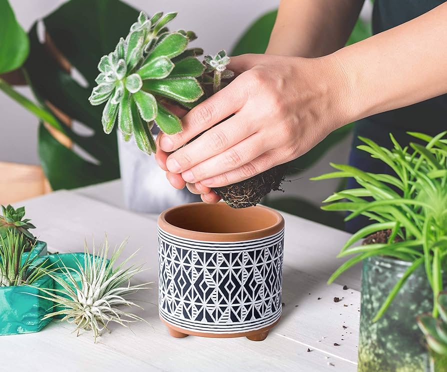 thha__ thha ザー植木鉢 鉢 2 Amazon.com : D'vine Dev Set of 2 Terracotta Planter Pots, 4