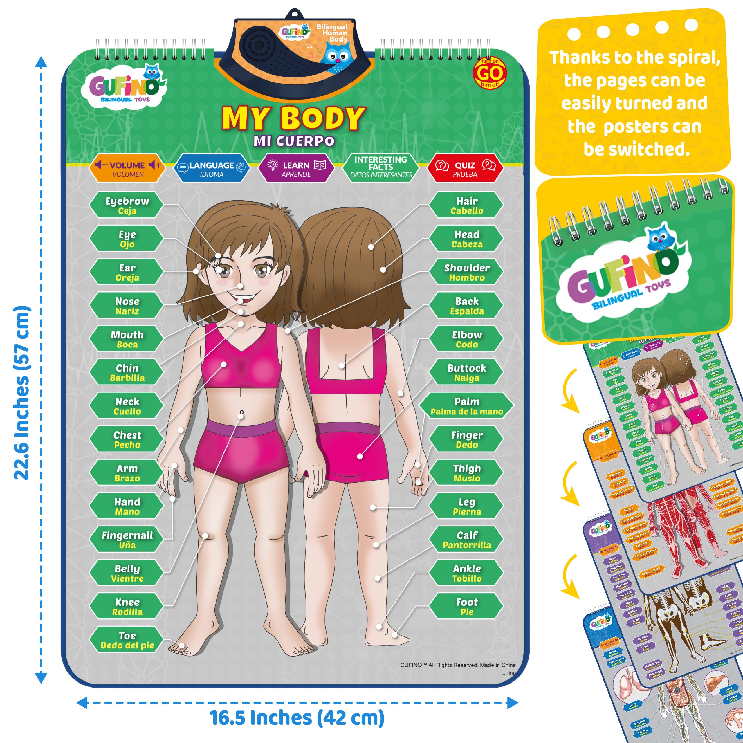 Modelo de cuerpo humano bilingüe para niños - Anatomía humana interactiva para niños con juegos y cuestionarios - Carteles educativos para aprender partes del cuerpo, huesos y órganos. Inglés y 5