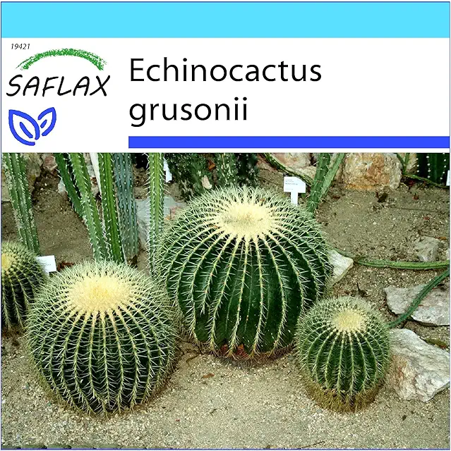 SAFLAX - Cuscino della Suocera - Confezione Regalo con 40 Semi di Echinocactus grusonii