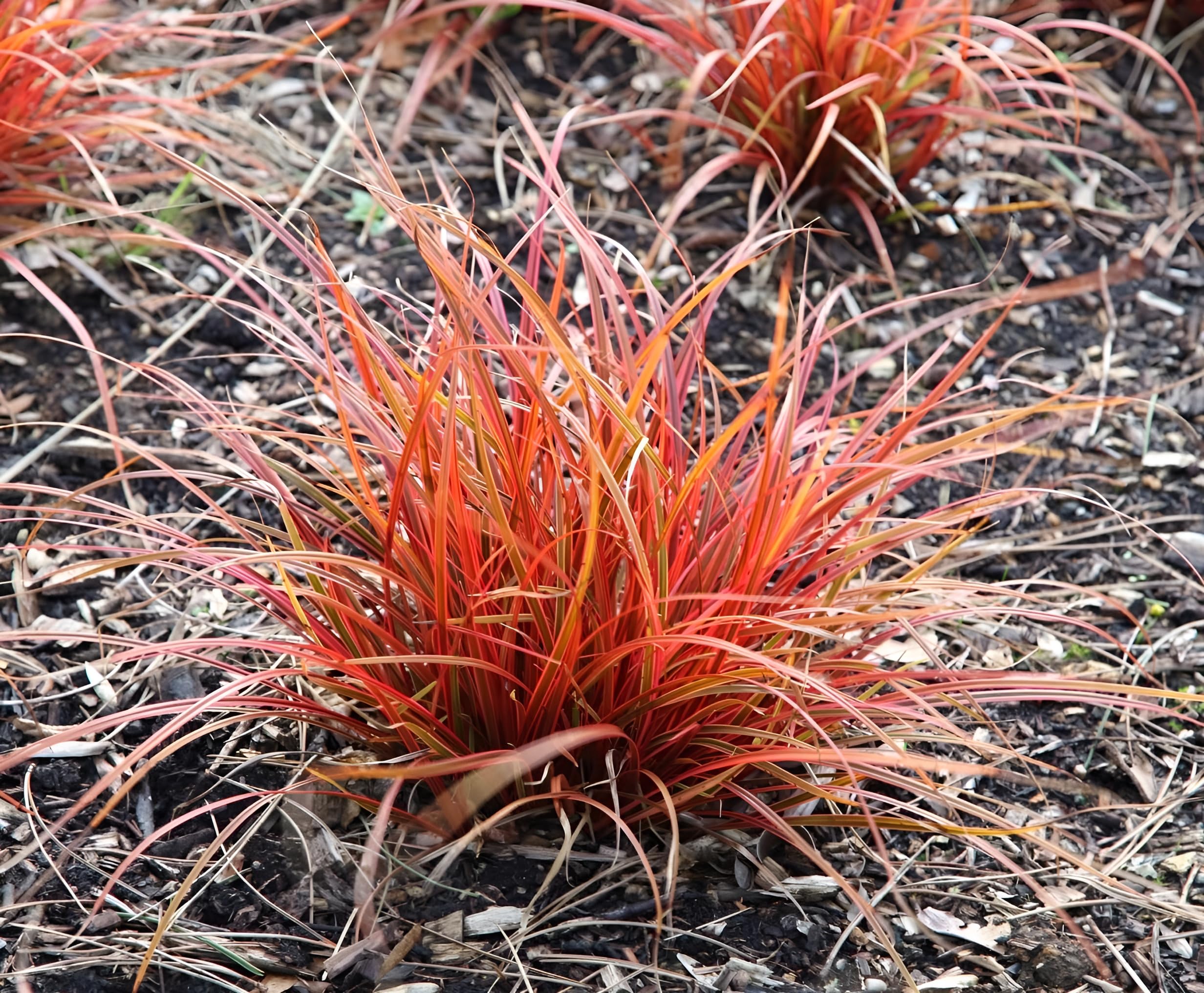 Stauden Gänge 10 x Uncinia rubra 'Everflame' Mahagonigras winterhart