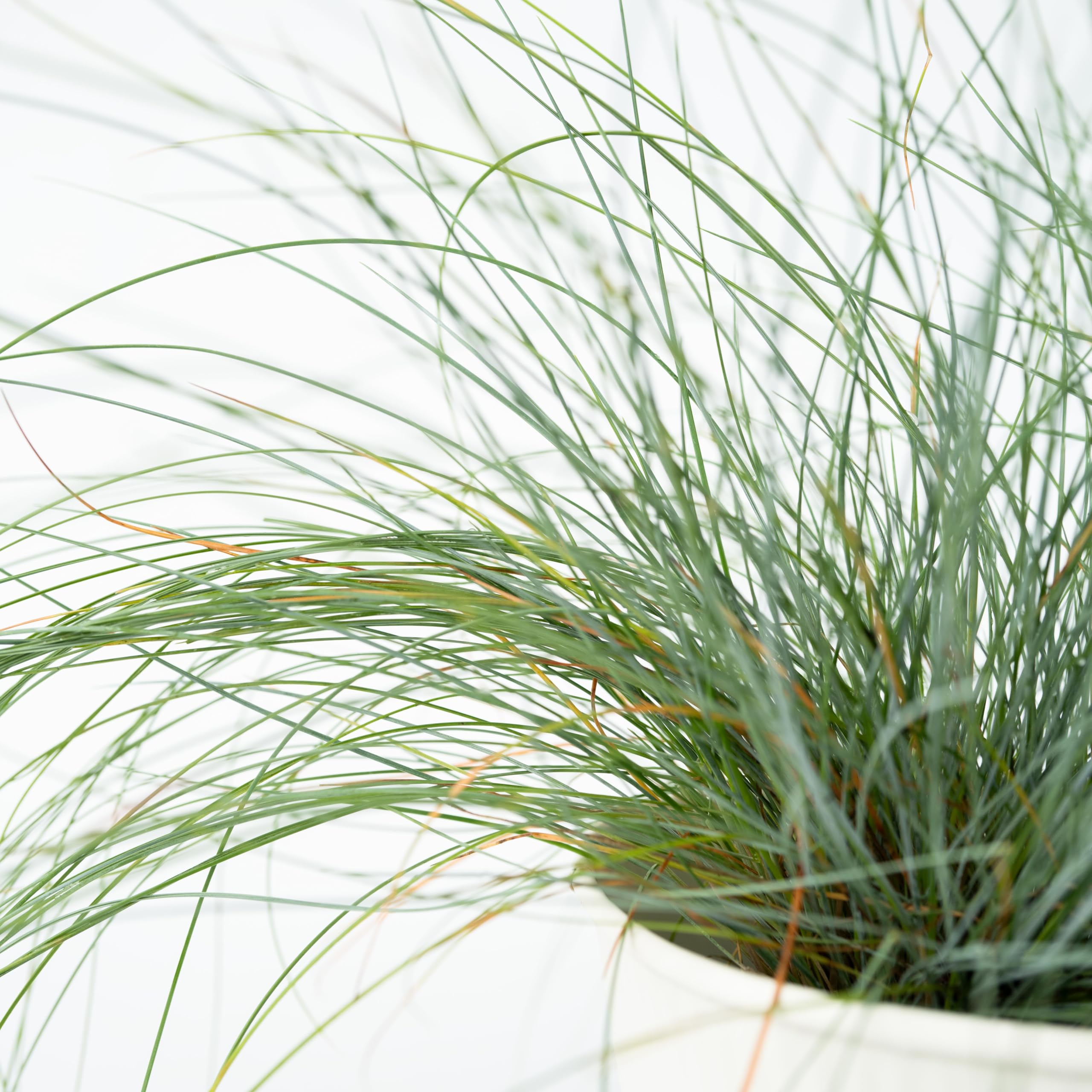 Festuca glauca Intense Blue - Festuca blu