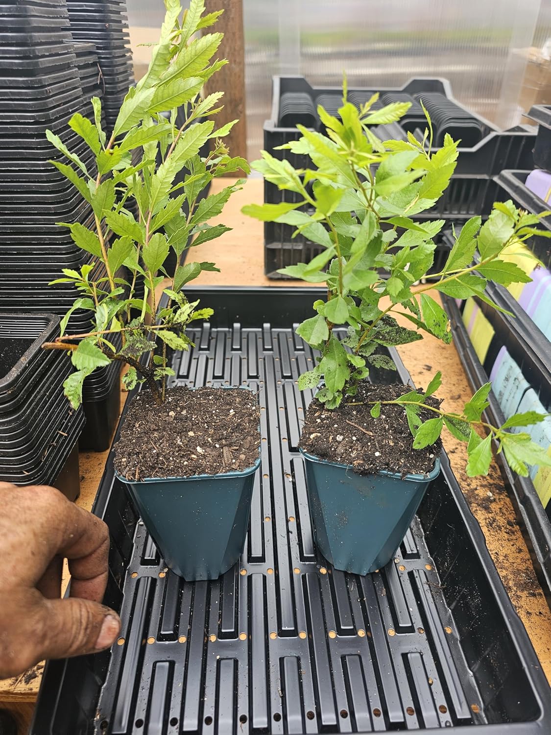 2-Pack Large Live Coastal Wax Myrtle Tree Around 10-14" Tall Well Rooted in 5" Pot, Great Hedge Bush