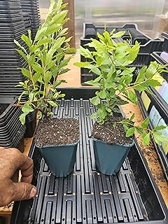 2-Pack Large Live Wax Myrtle Tree Around 10-14" Tall Well Rooted in 5" Pot, Great Hedge Bush Additional Items are Half Price Shipping
