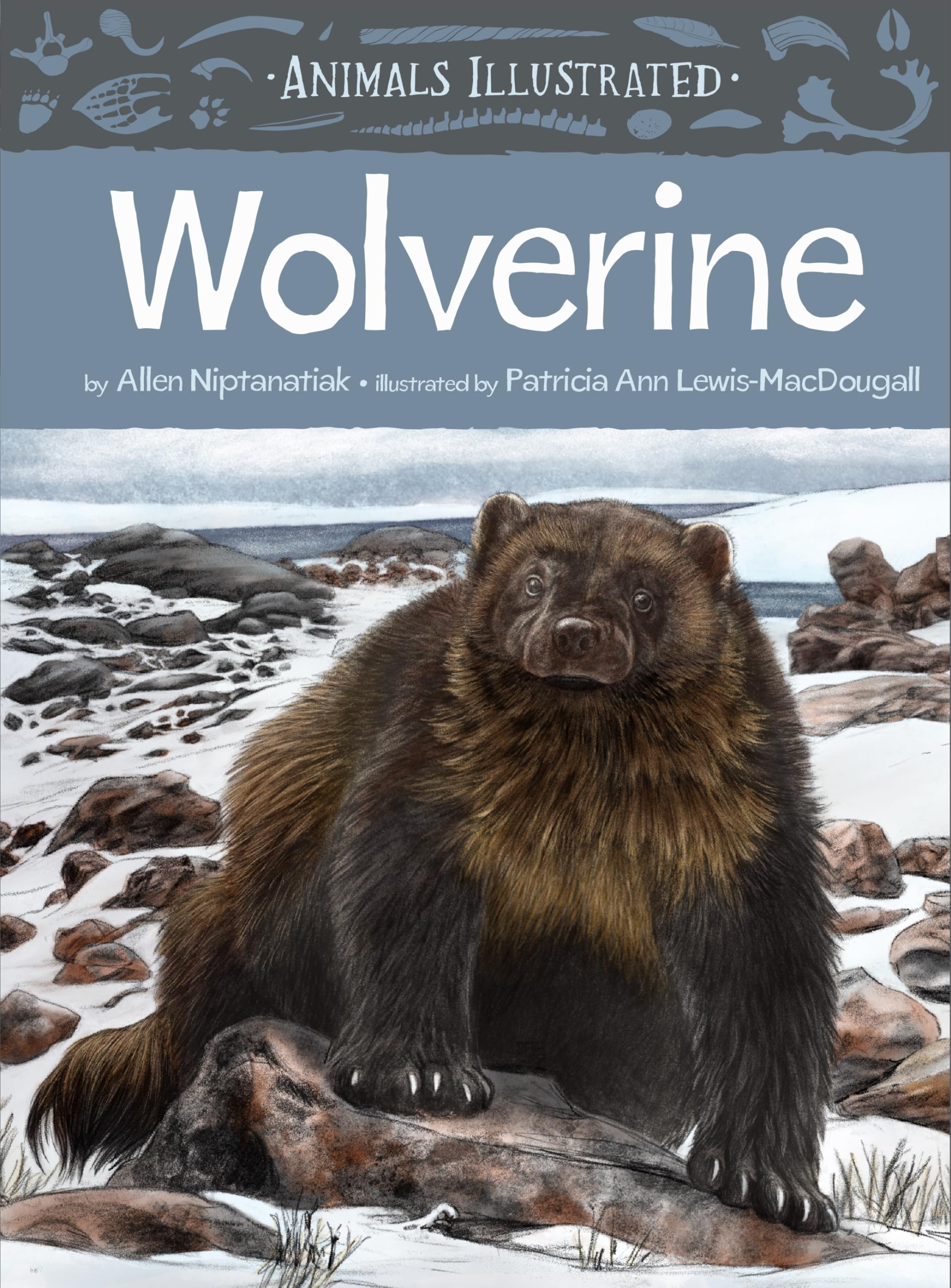 Animals Illustrated: Wolverine (Animals Illustrated, 8)
