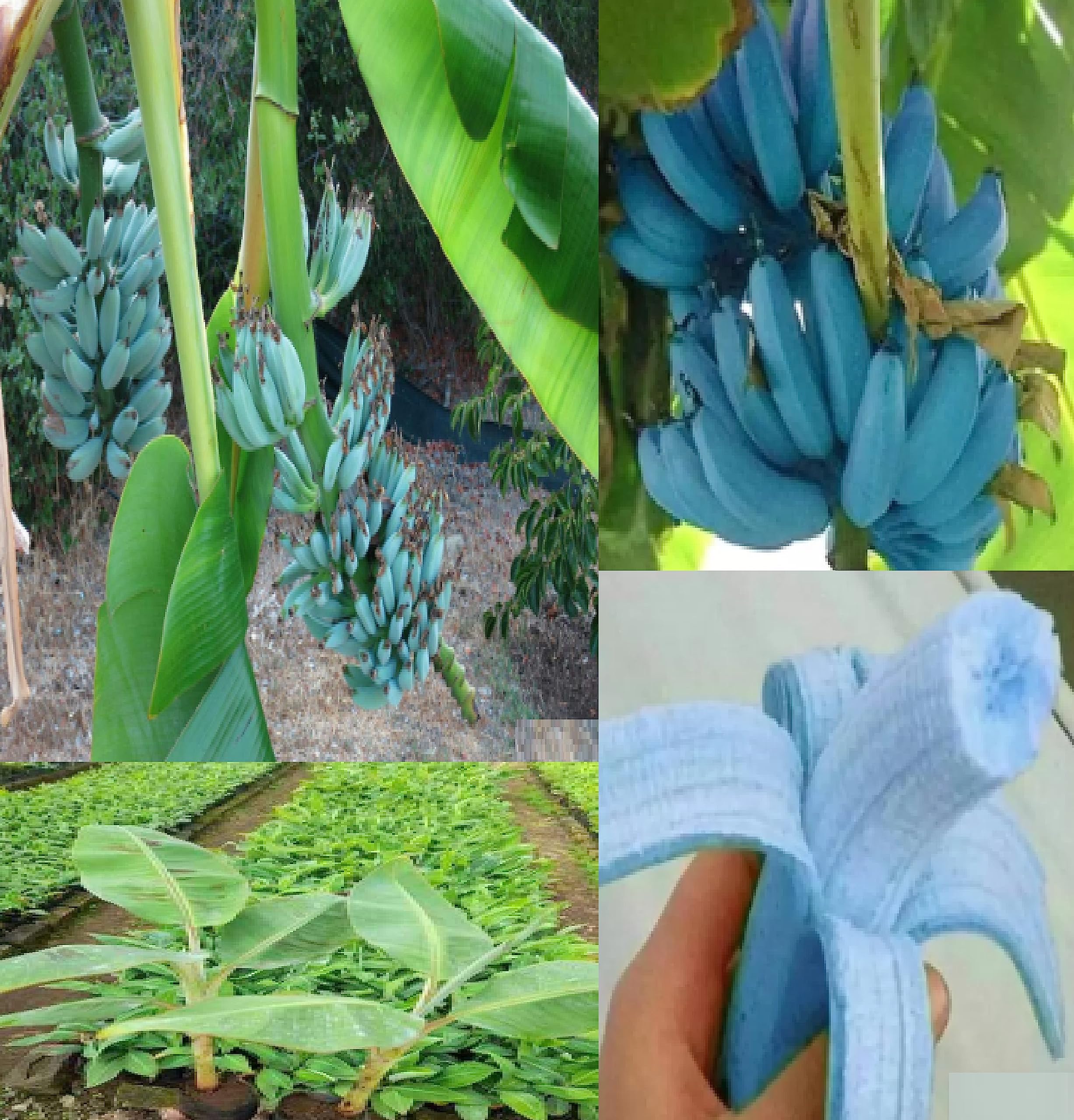 Oxiflora®Blue Banana Tissue CultureSuper hybrid Fruit Plant - 1 Healthy Live 'Banana Fruit Plant' in Nursery Grow Bag for Home Garden…