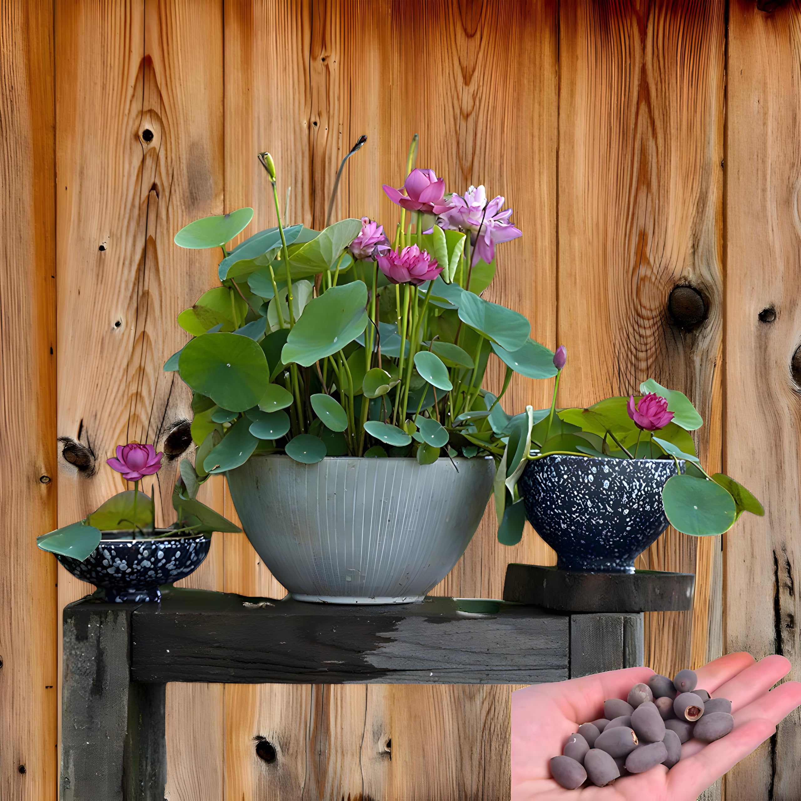Organic Lotus Seeds for Planting in Water Pots, Indoor Balcony Water Garden Seeds for Pond, Aquarium or Outdoor Tub Cultivation, Easy-Grow Water Plant Seeds, pack of 60-image-10