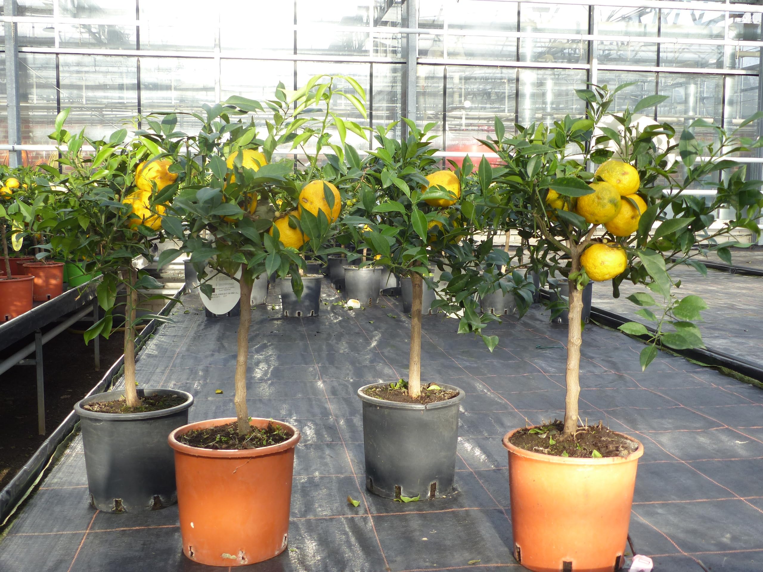 Citrus Yuzu 70-80 cm, Zitronenbaum Zitrone, japanische Zitrone, winterhart