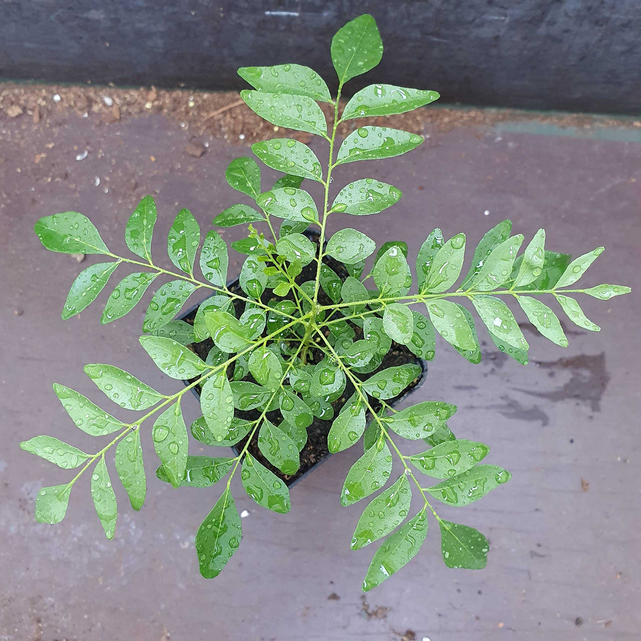 1 Arbre á curry | Murraya Koenigii | Cultivé à partir de graines | Plante de l'intérieur de l'Inde et du Sri Lanka | 10-15cm d'altura en maceta de 7cm | Caloupilé | Bergera Koenigii