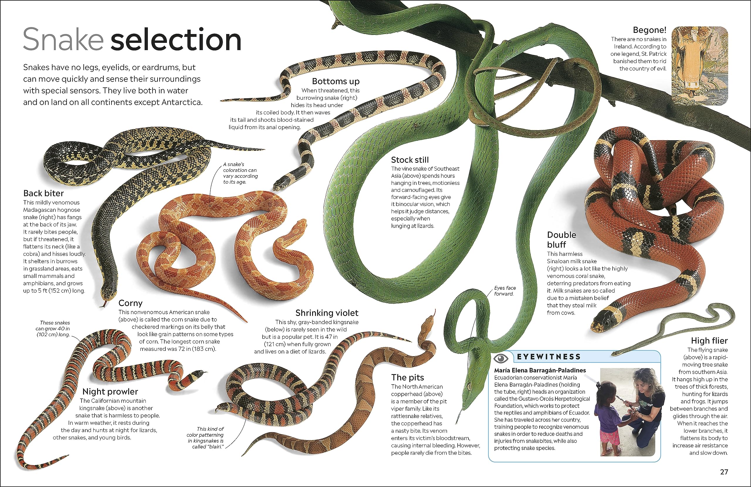 Eyewitness Reptile (DK Eyewitness) - Image 7