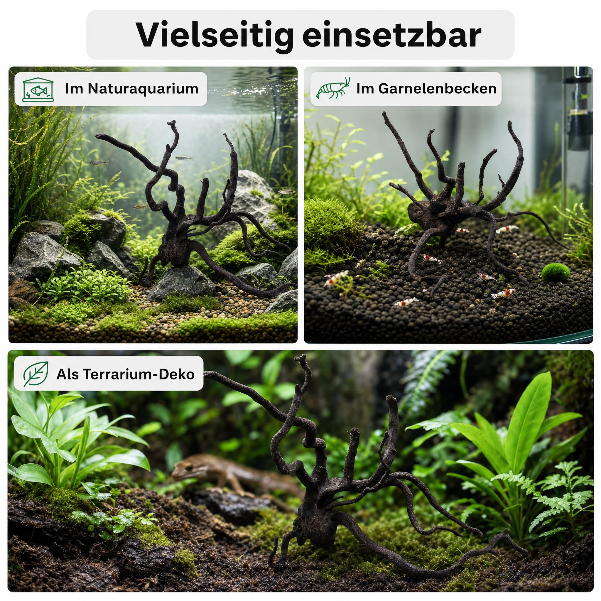 AquaOne Aquarium Wurzel Black Spider L 35–50 cm, Moorkienholz schwarz gefärbt, filigran verzweigt, für Aquascaping & Aufsitzerpflanzen, handverlesenes Unikat für Süßwasseraquarien und Terrarien