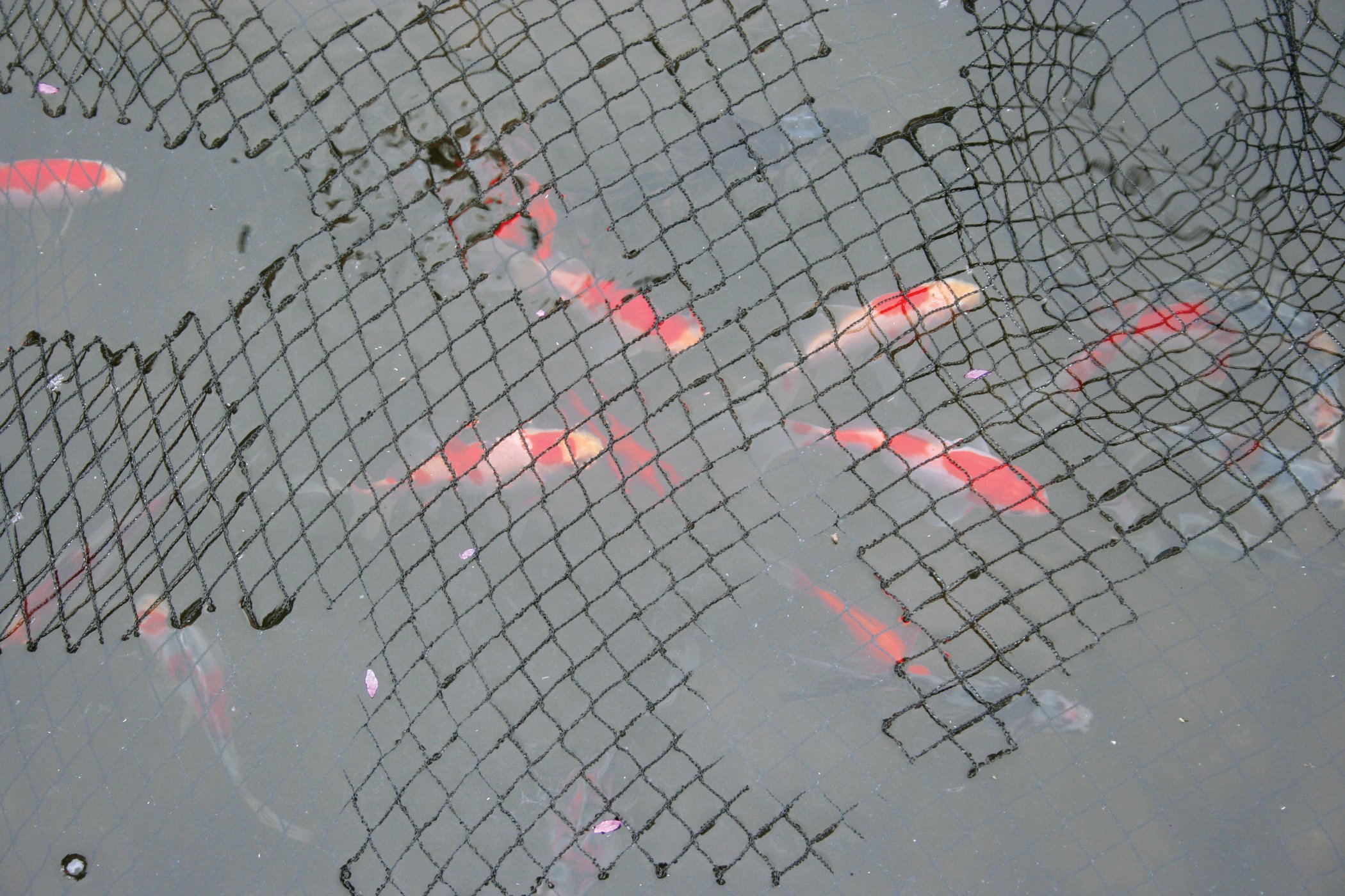 Laguna Teichnetz, Netz für Teiche, schwarz, 6 x 9m