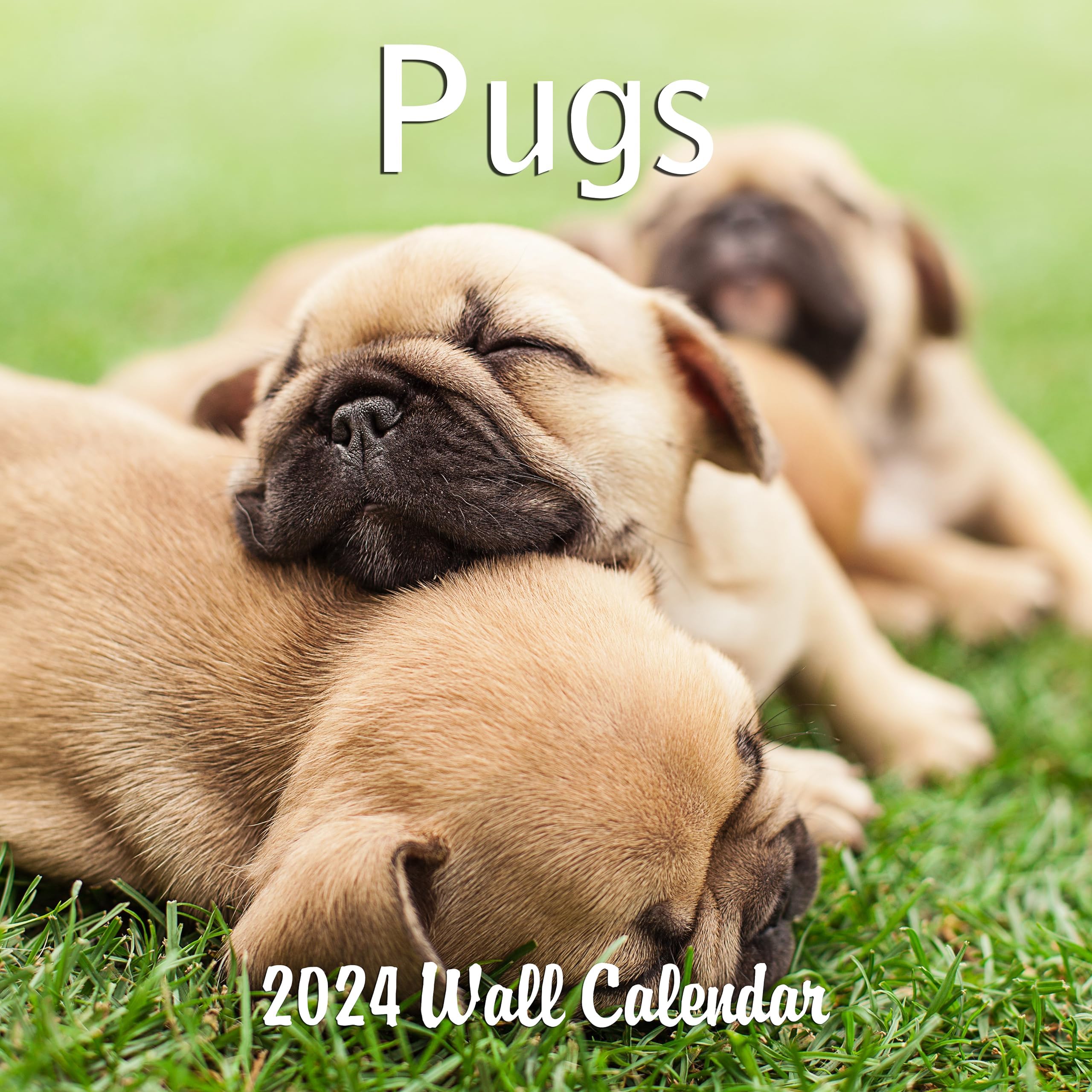 Amazon.com: Willow Creek Press Doug the Pug Monthly Mini 2024 Wall ...