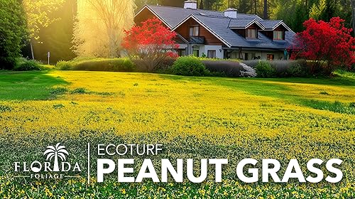 Miniatura 2 de EcoTurf - Hierba de maní perenne - 3 plantas vivas - Arachis Glabrata - Cubierta de suelo tolerante a la sequía de bajo mantenimiento