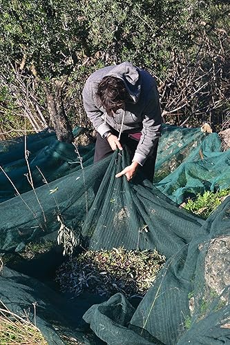 Miniatura 6 de théa Aceite de oliva virgen extra griego premium 254fl oz I NEW Harvest 20212022 I Koroneiki Variedad I First Cold Pressed I Low Acidity I Unmixed I