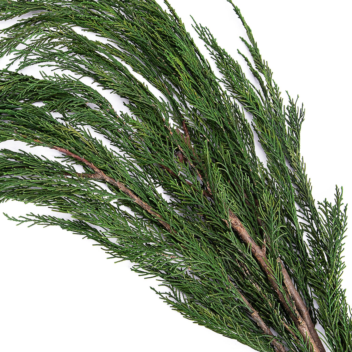 moonoom 3.5 OZ Real Pine Leaves Branches - 25'' Natural Greenery Plants ...