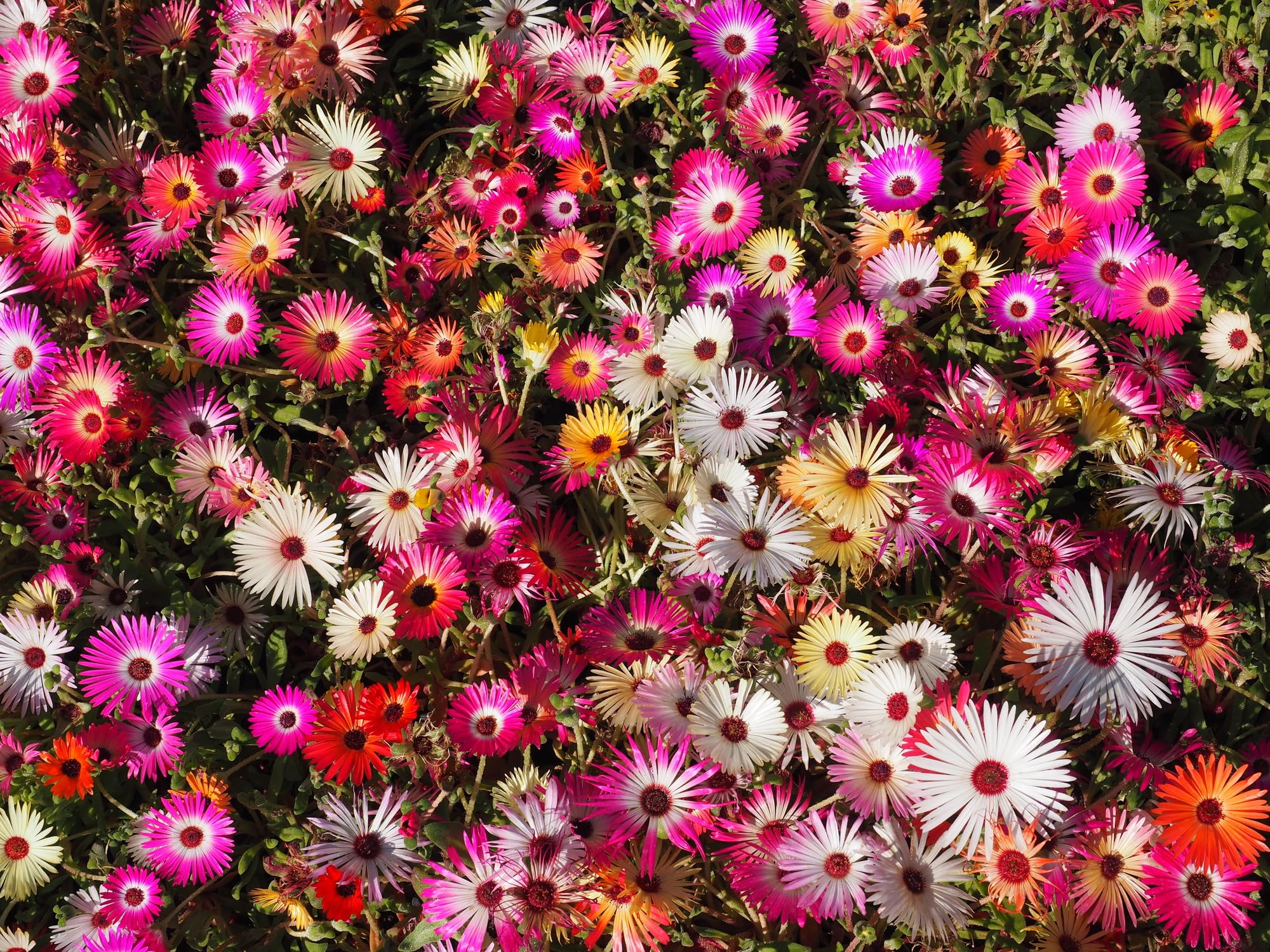Just Seed - Flower - Mesembryanthemum Harlequin 1500 Seed