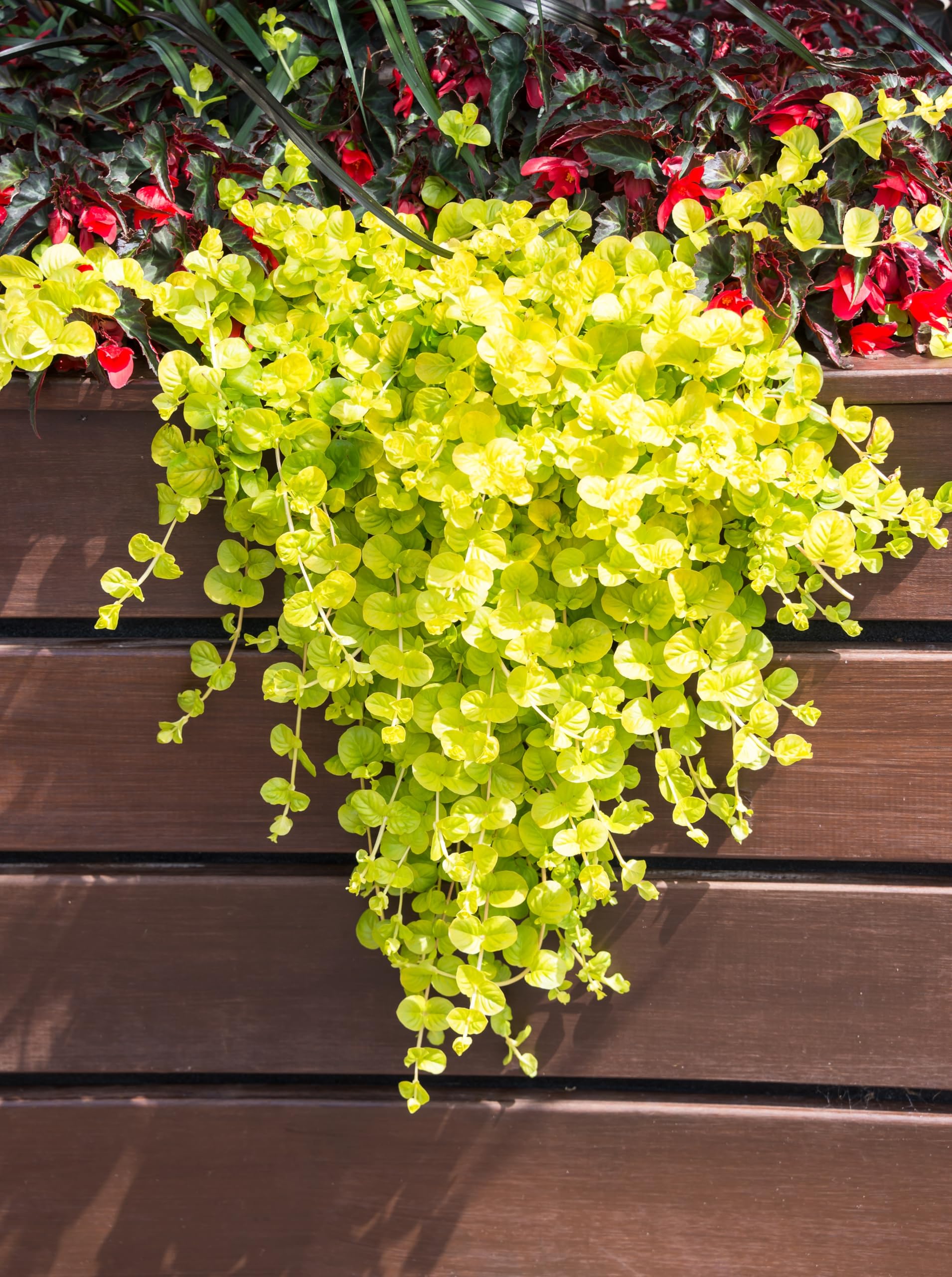 Stauden Gänge 10 x Lysimachia nummularia 'Aurea' gelbes Pfennigkraut | Gelber Bodendecker für Sonne bis Halbschatten, Blüte Mai bis Juli, mehrjährig, 9x9 cm Topf