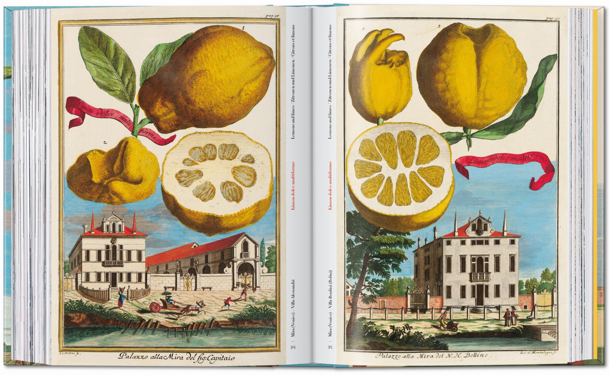 J.C. Volkamer: The Book of Citrus Fruits. 45th Ed.