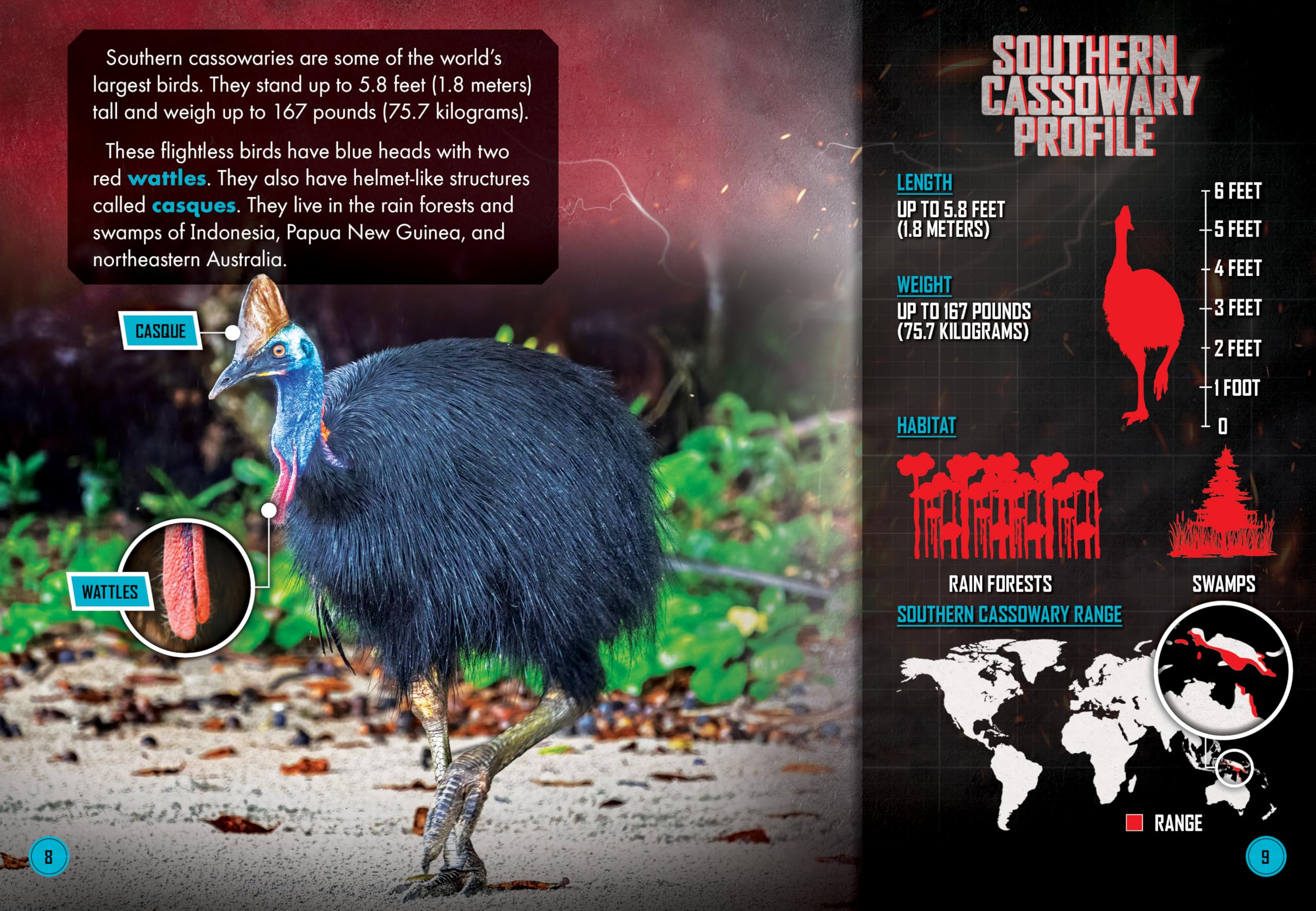 Crocodile Monitor vs. Southern Cassowary