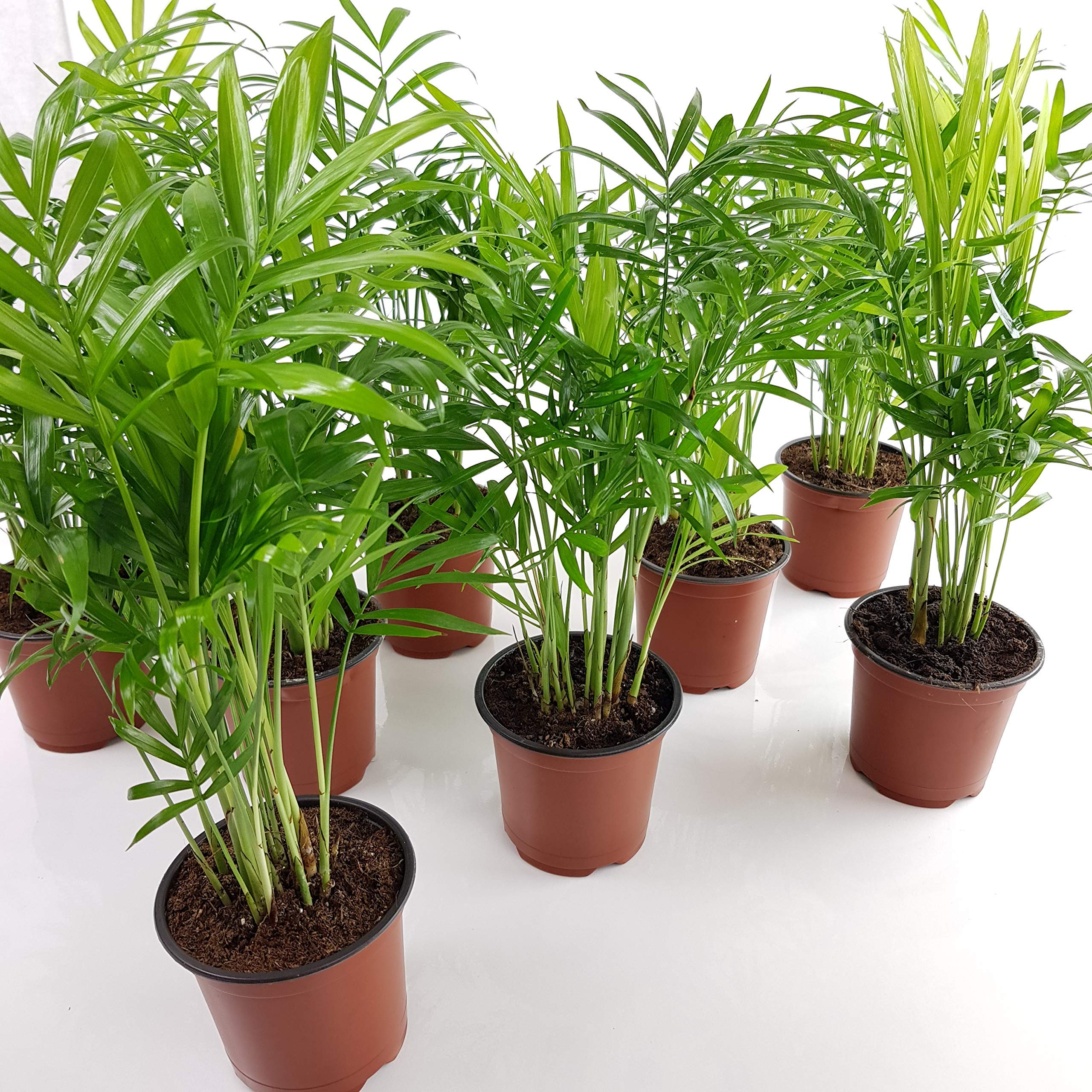 Areca-Palme Goldfruchtpalme  3 Stck Topfgre 9 cm - A1 Qualitt  :  Amazon.de: Garten