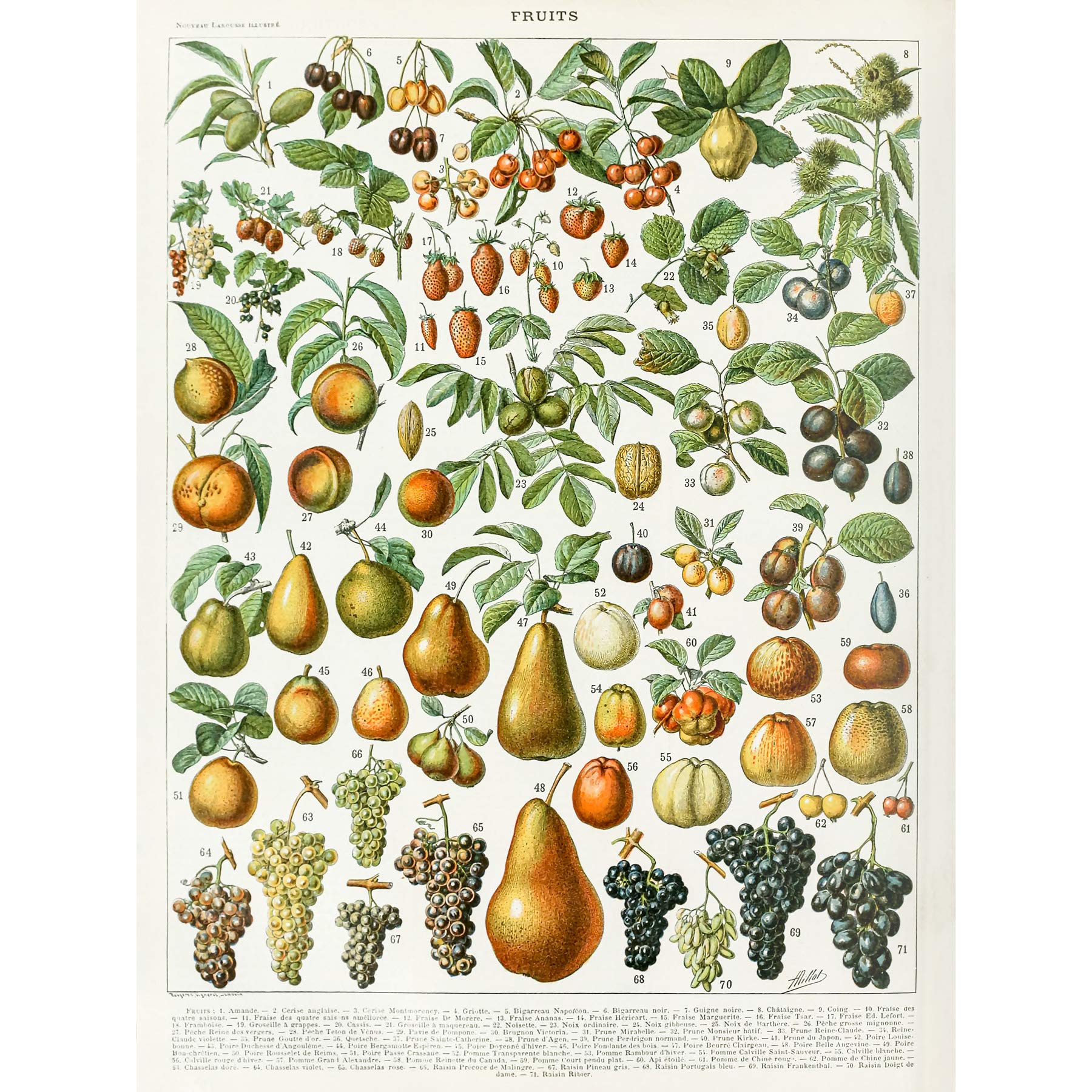 Artery8 Millot Encyclopedia Page Fruit Pear Grapes Large Wall Art Poster Print Thick Paper 18X24 Inch