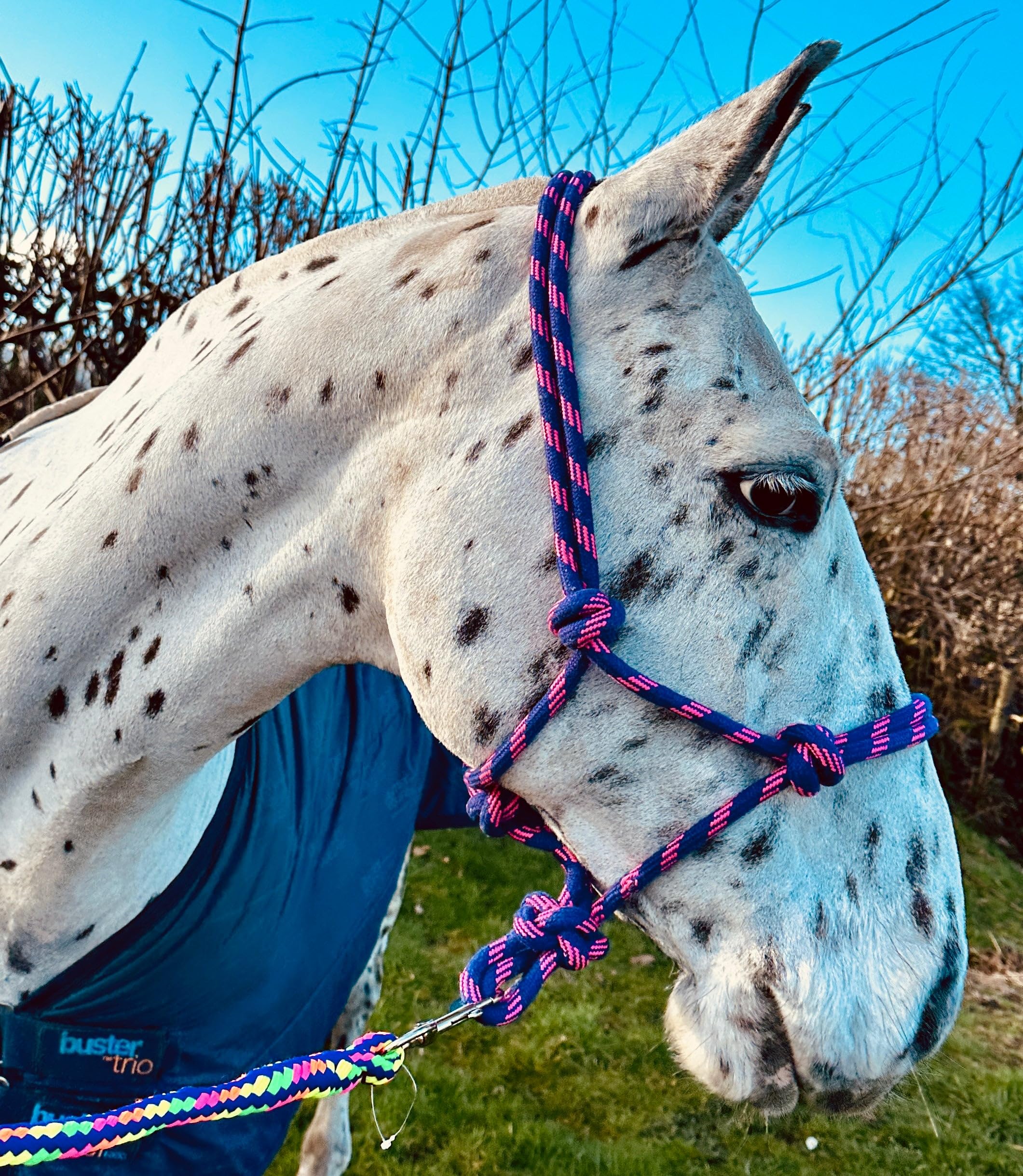 Rope Control Halter/Headcollar - One Size - Pink/Purple & Blue - Soft Braided Rope Blue