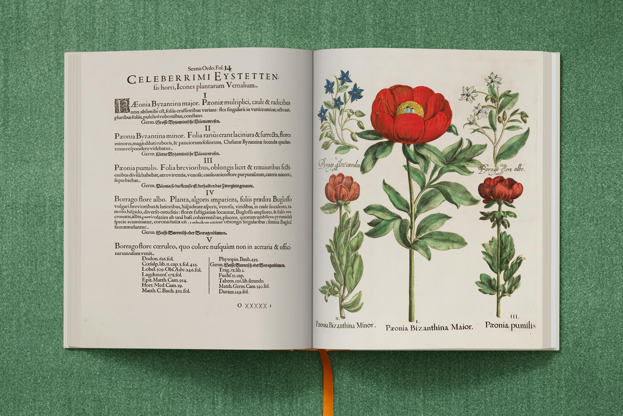 Basilius Besler: The Garden at Eichstätt: 1-3