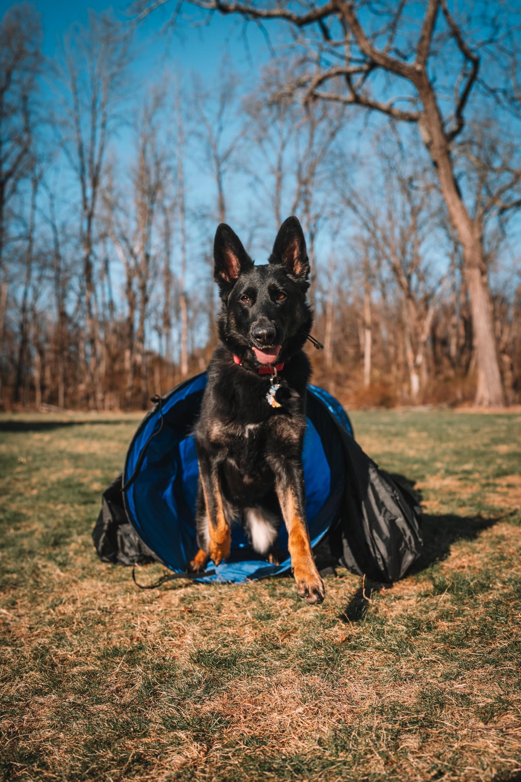 Better Sporting Dogs 16 Foot Dog Agility Tunnel with Sandbags | Dog Agility Equipment | Dog Agility Training - image 2