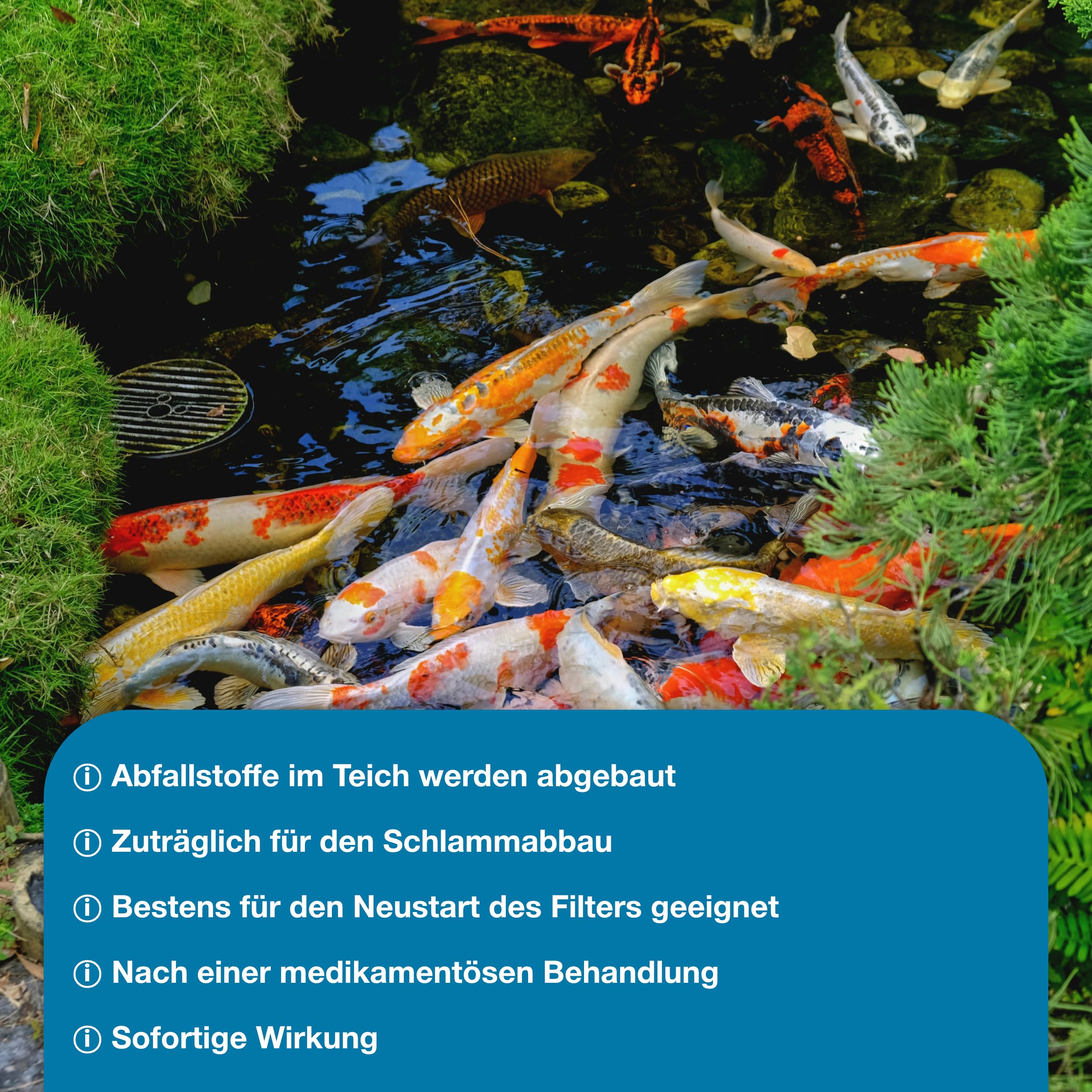 Teichpoint Blue Bakto 1l | Gelkugeln mit natürlichen Filterbakterien, Starterbakterien gegen Ammoniak, Nitrit | schnellen Aufbau der Filterbiologie | Reichweite 15.000 Liter