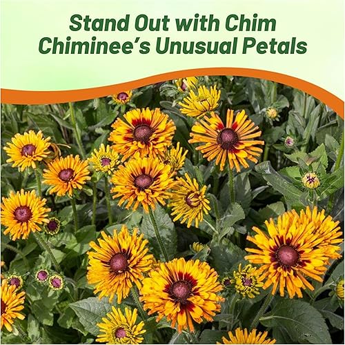 Miniatura 6 de Outsidepride Rudbeckia Hirta Chim Chiminee Garden Cut Flower Mix - 200 Semillas