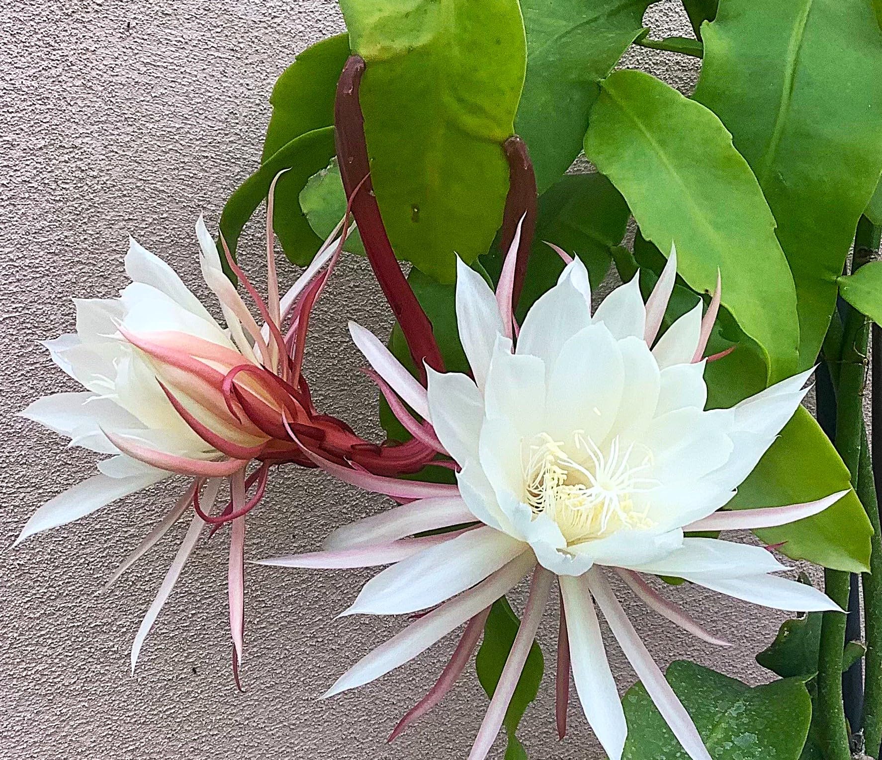 Organic Queen of The Night Live Plant