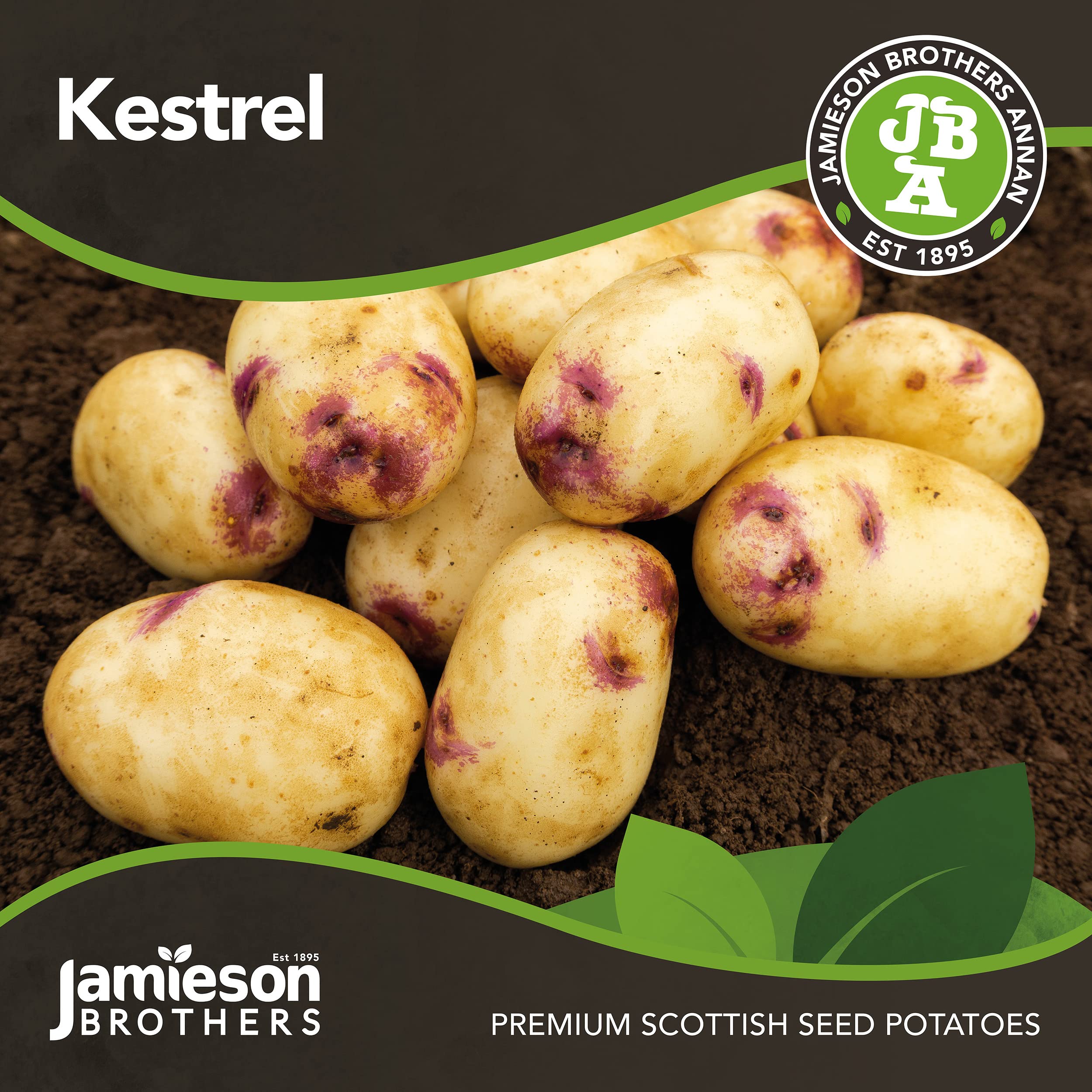 2kg Kestrel Seed Potatoes (Approx. 20-25 Tubers), Second Early Grow Your Own, for Boiling Chips & Roasting - Image 3