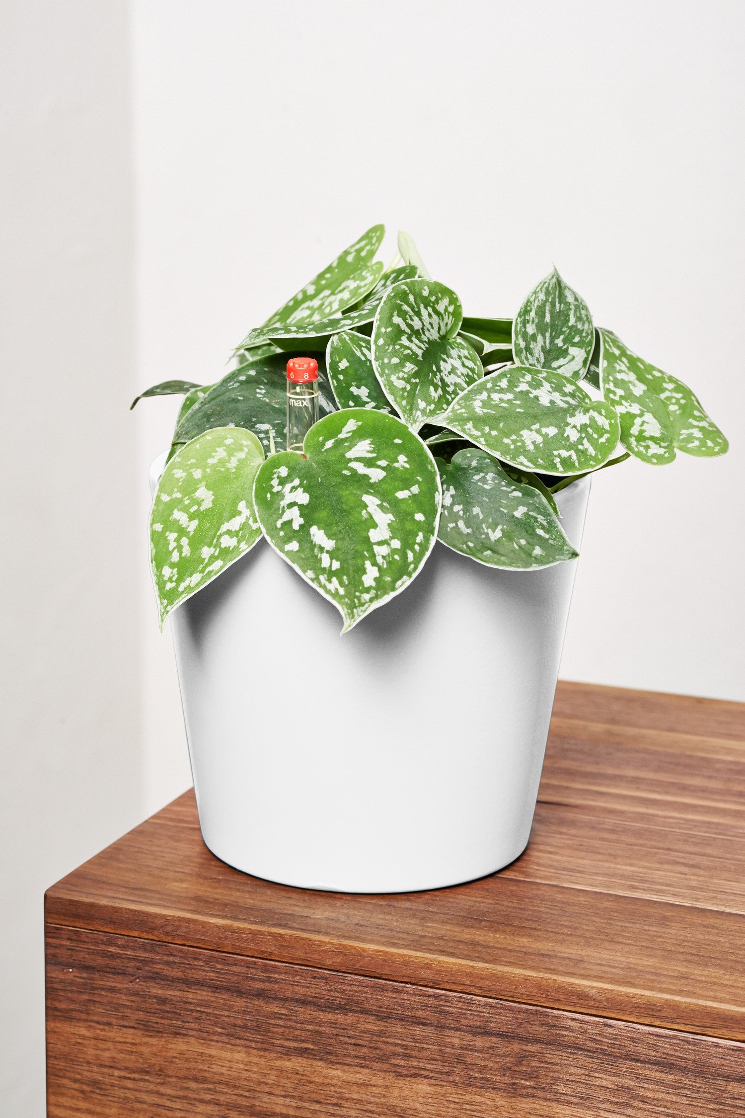 EVRGREEN | Gefleckte Efeutute als Zimmerpflanze in Hydrokultur mit weiem  Topf als Set | Scindapsus pictus : Amazon.de: Garten