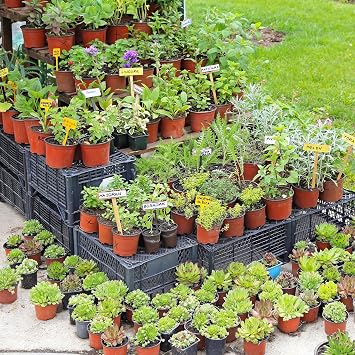 Delxo 100 Pcs 6 Inch Plants Nursery Pots Reusable Plant Seeding Nursery Pot Waterproof Plastic Pots Seed Starting Pots